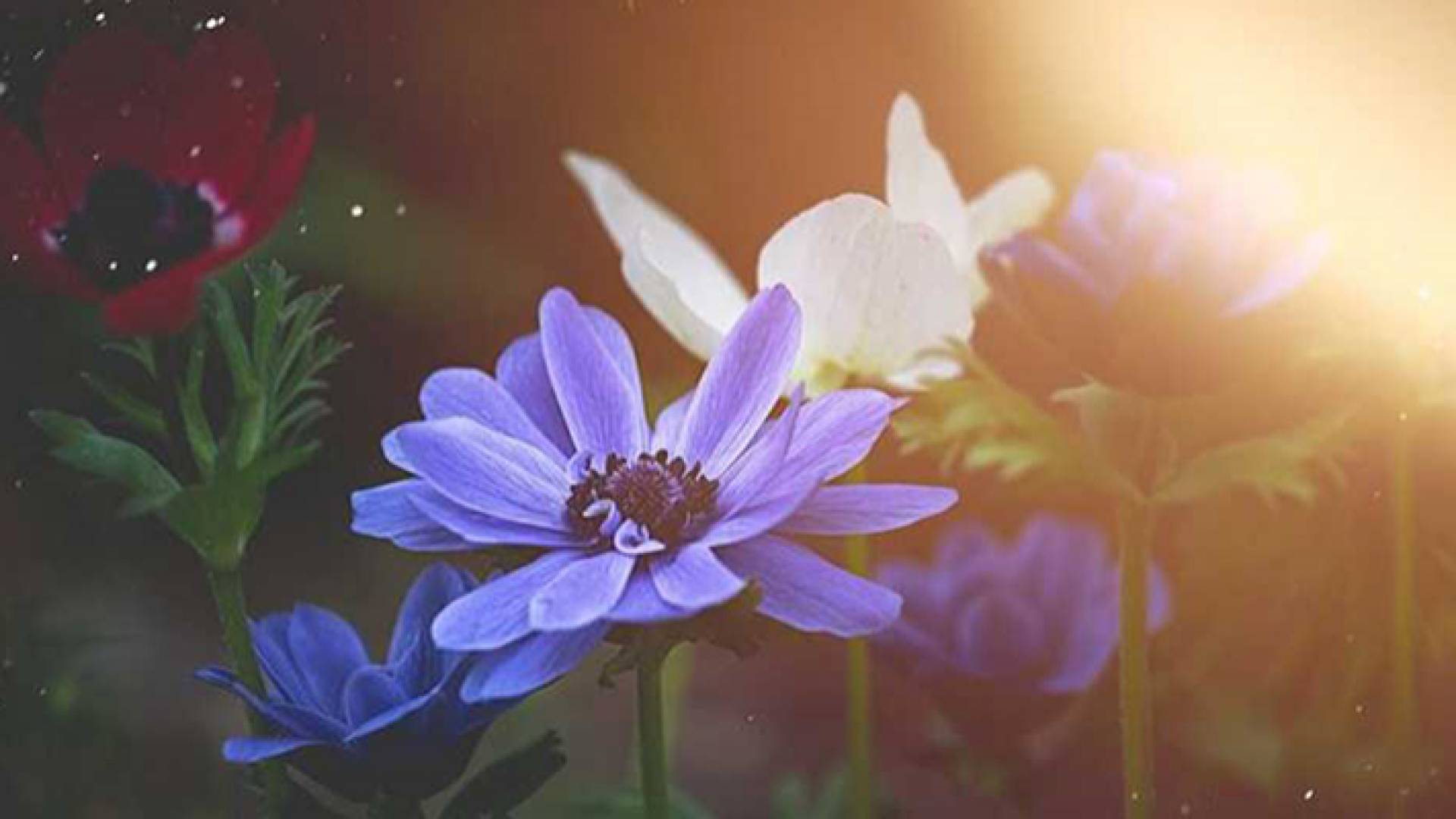 باحثون يتوصلون إلى نتائج واعدة لعلاج الملاريا عبر هذا النبات