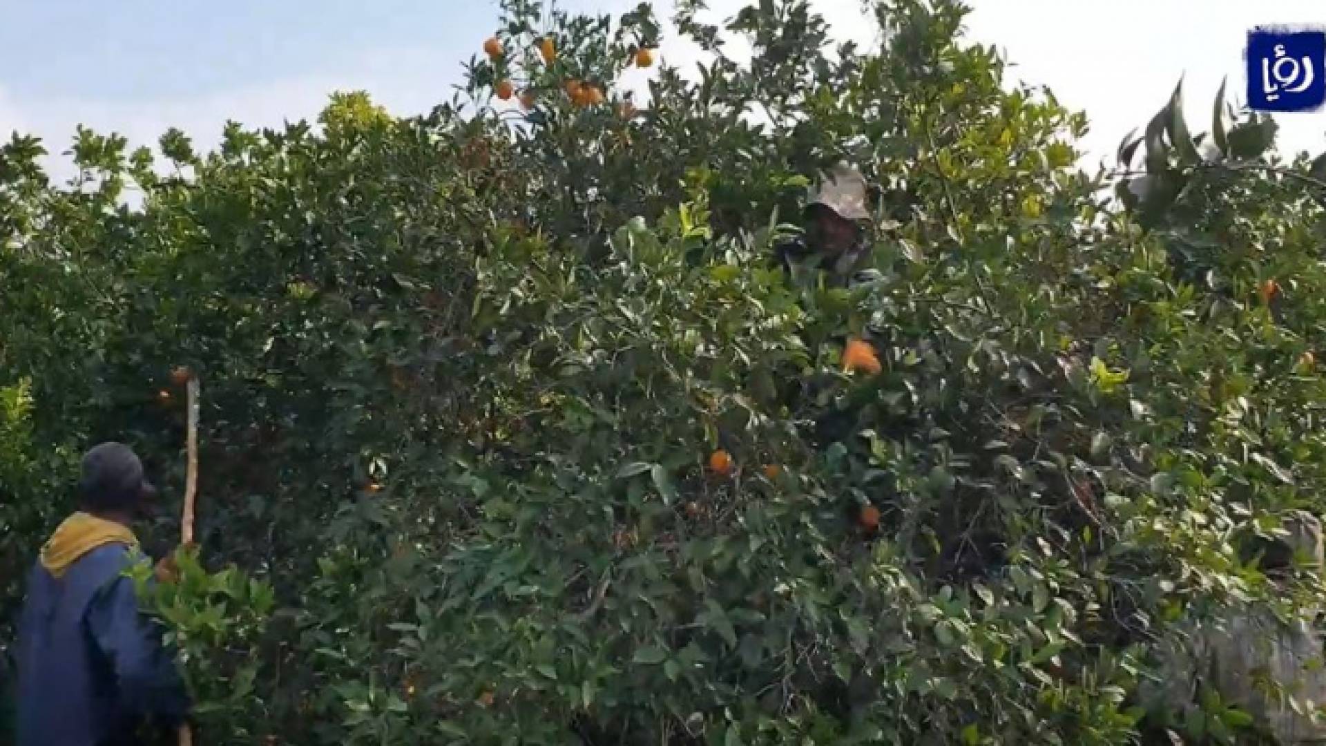 موسم الحمضيات في الأغوار الشمالية.. فرص عمل ومصدر رزق
