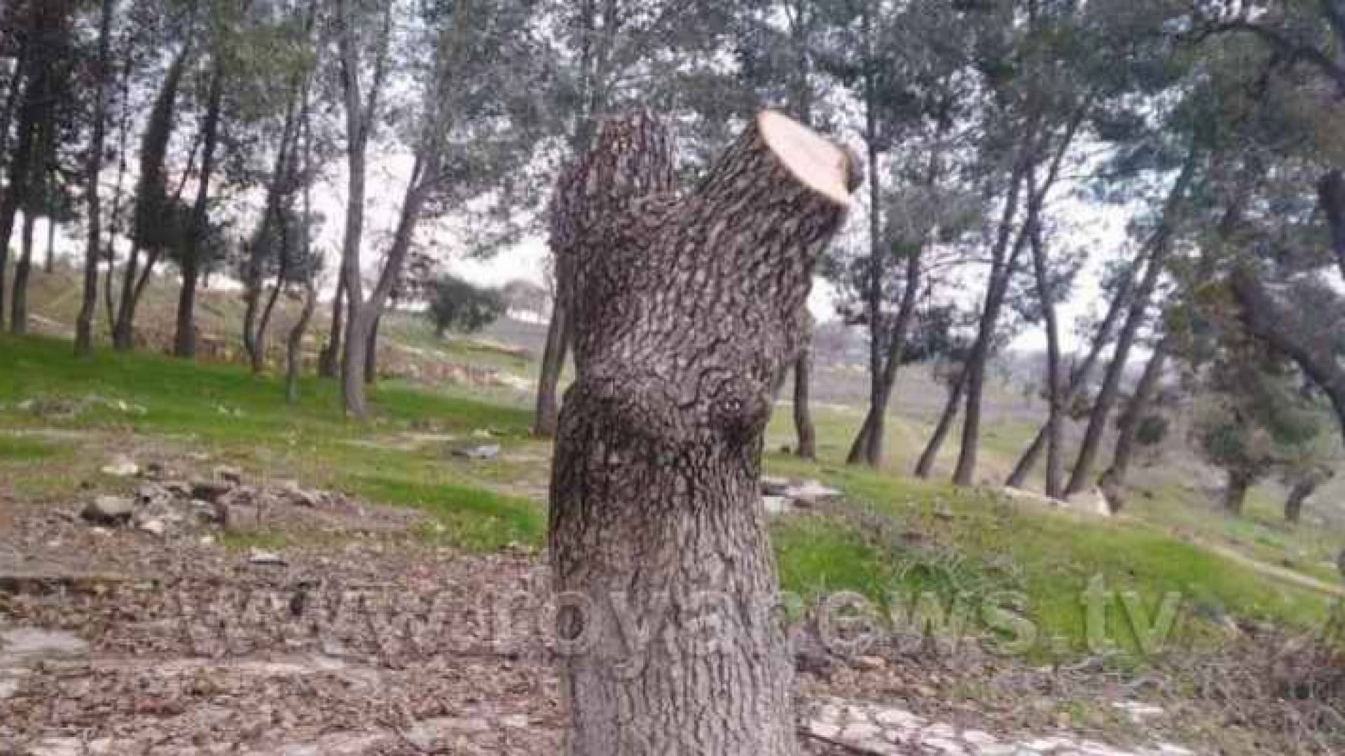 قطع أشجار - ارشيفية