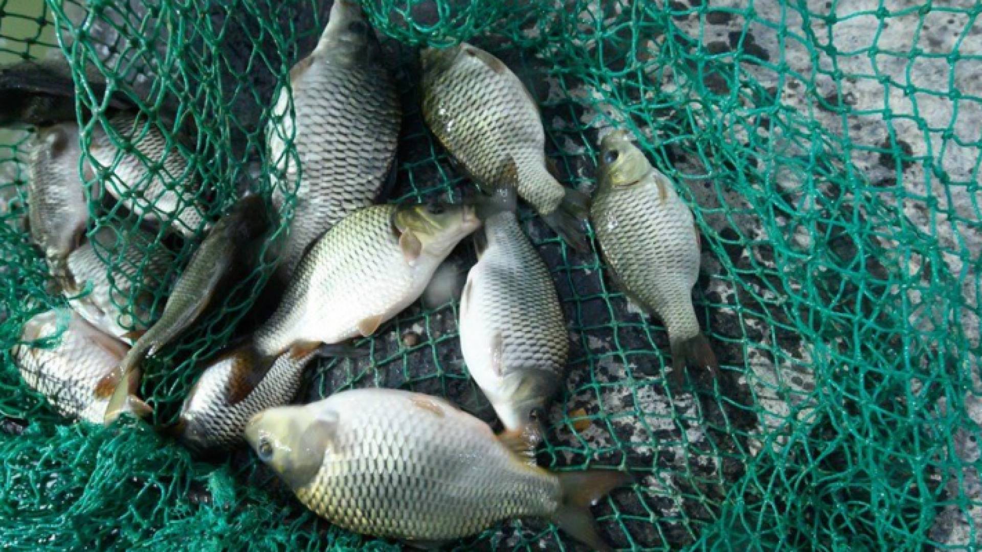 زراعة أسماك