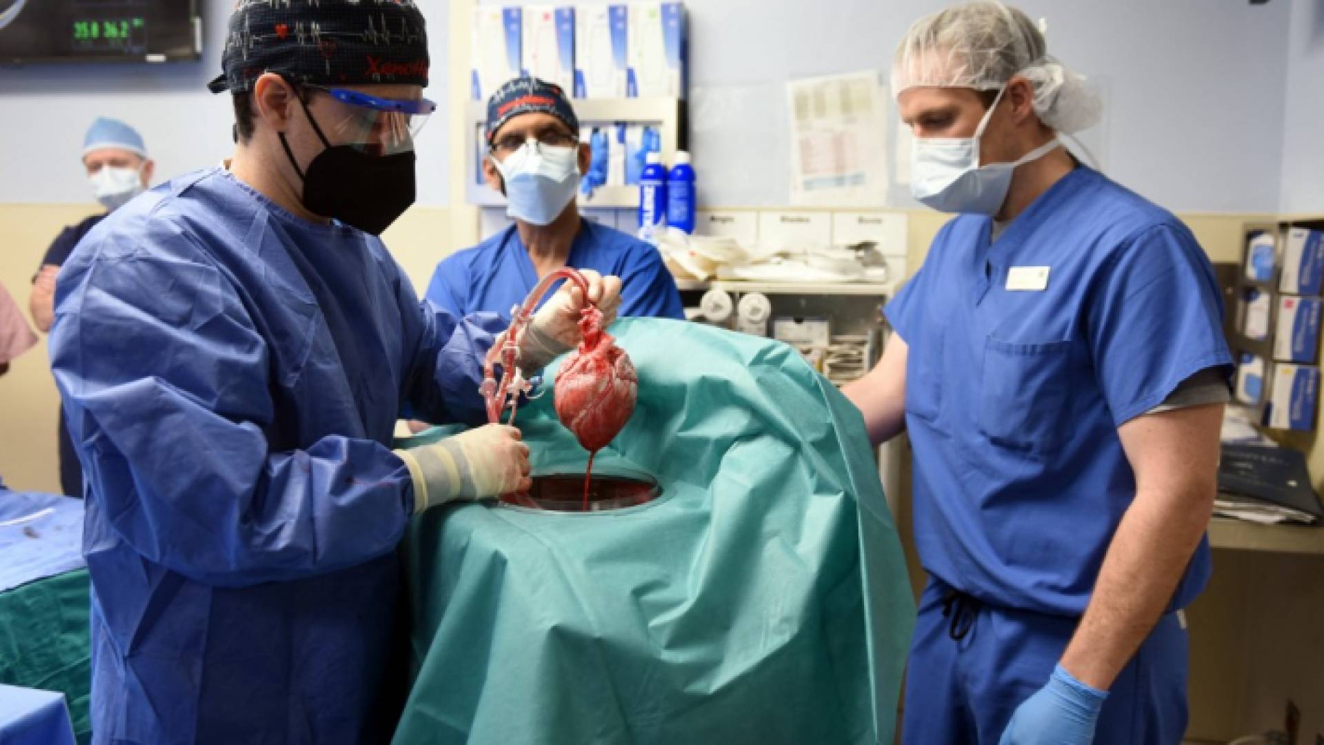 جراحون أمريكيون ينجحون في زراعة قلب خنزير في إنسان