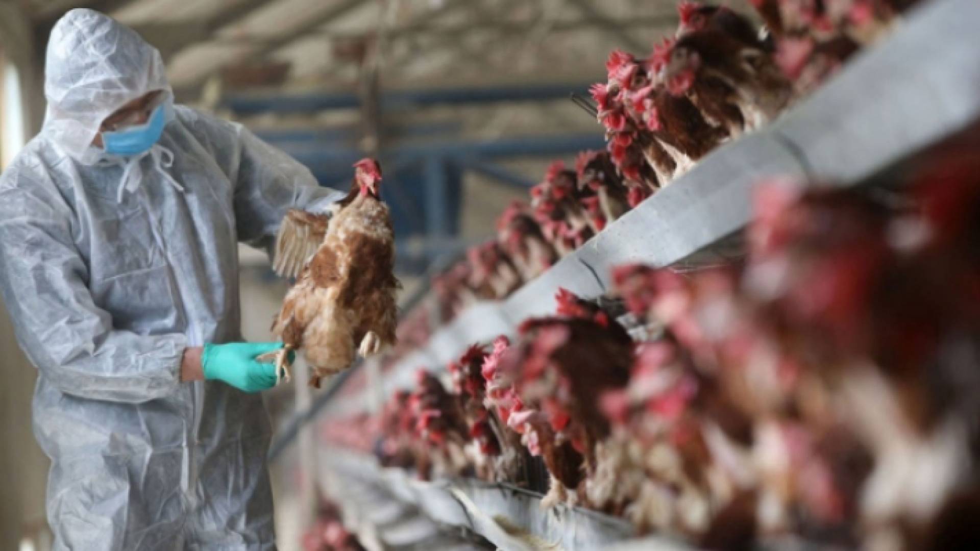 دواجن مصابة بإنفلونزا الطيور