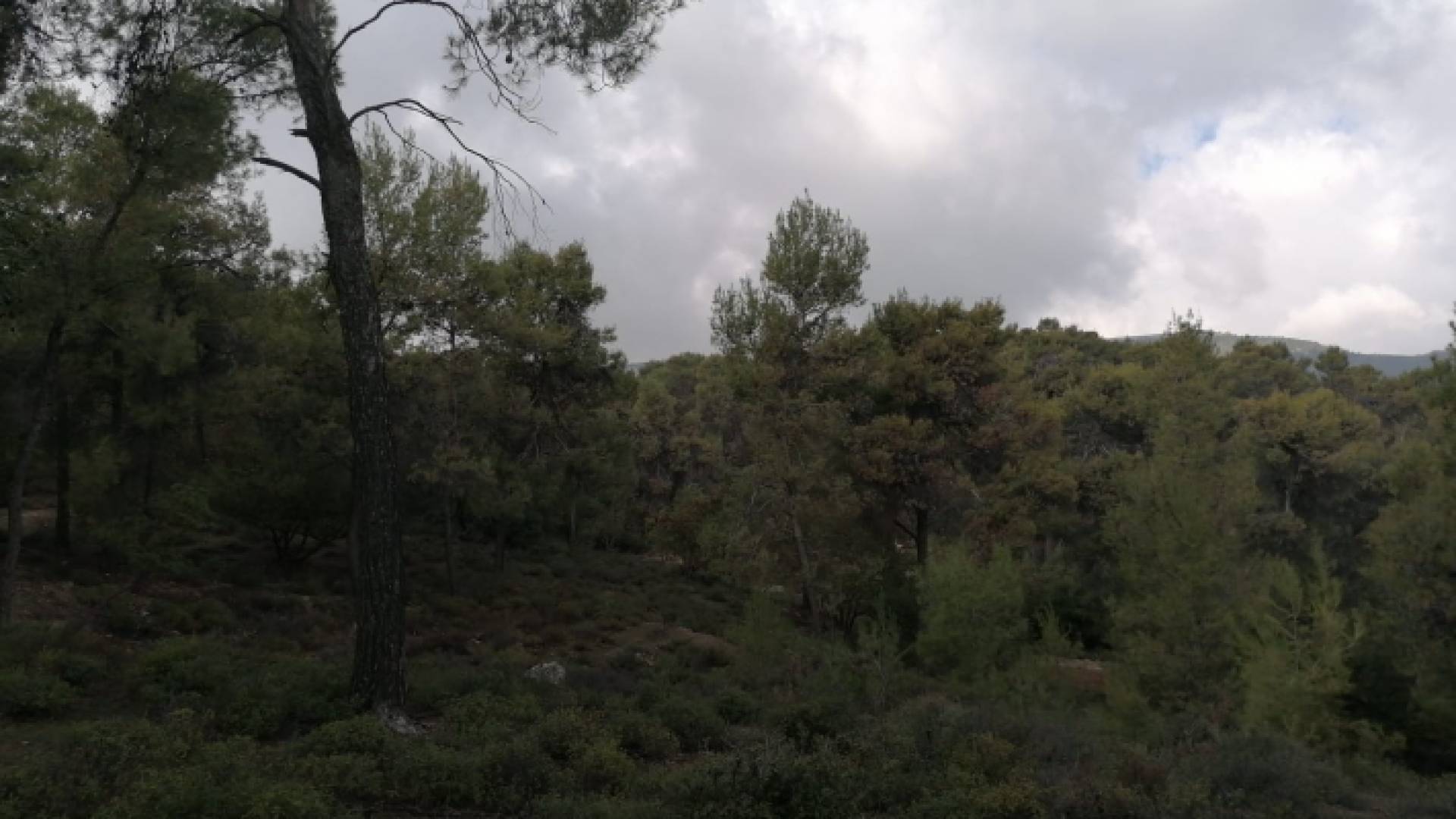 الجمعية الملكية لحماية الطبيعة تدعو للحفاظ على الثروة الحرجية وزيادة رقعتها في المملكة