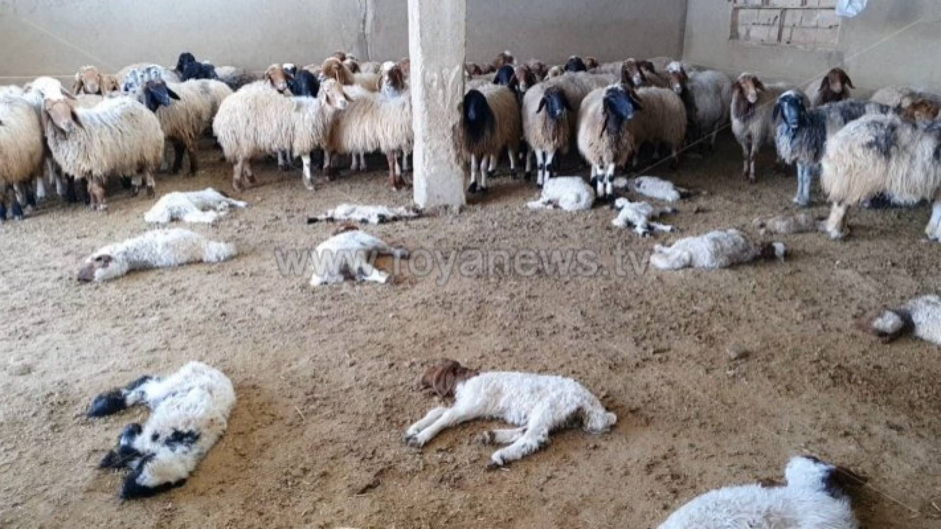 أغنام نافقة داخل حظيرة