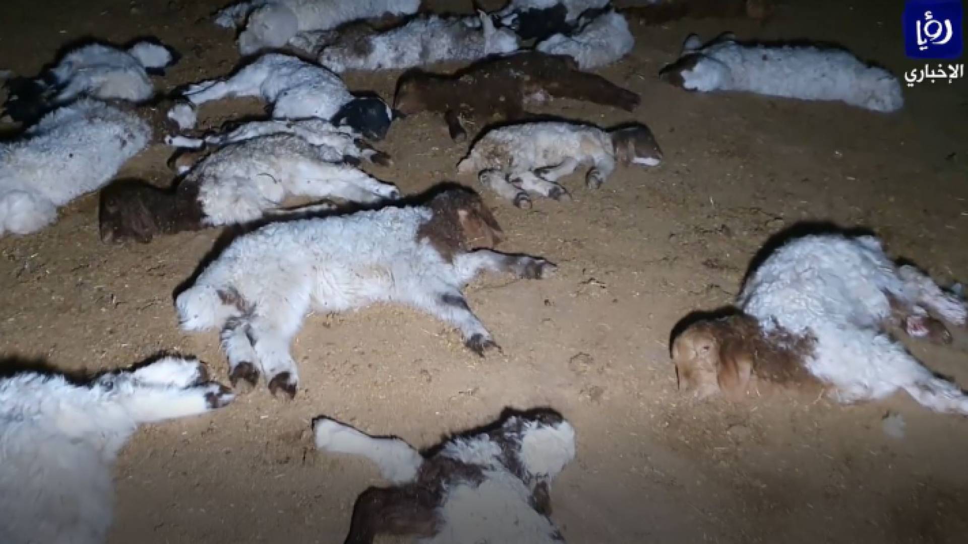 نفوق حلال في المفرق والمزارعين ينفذون وقفة احتجاجية السبت