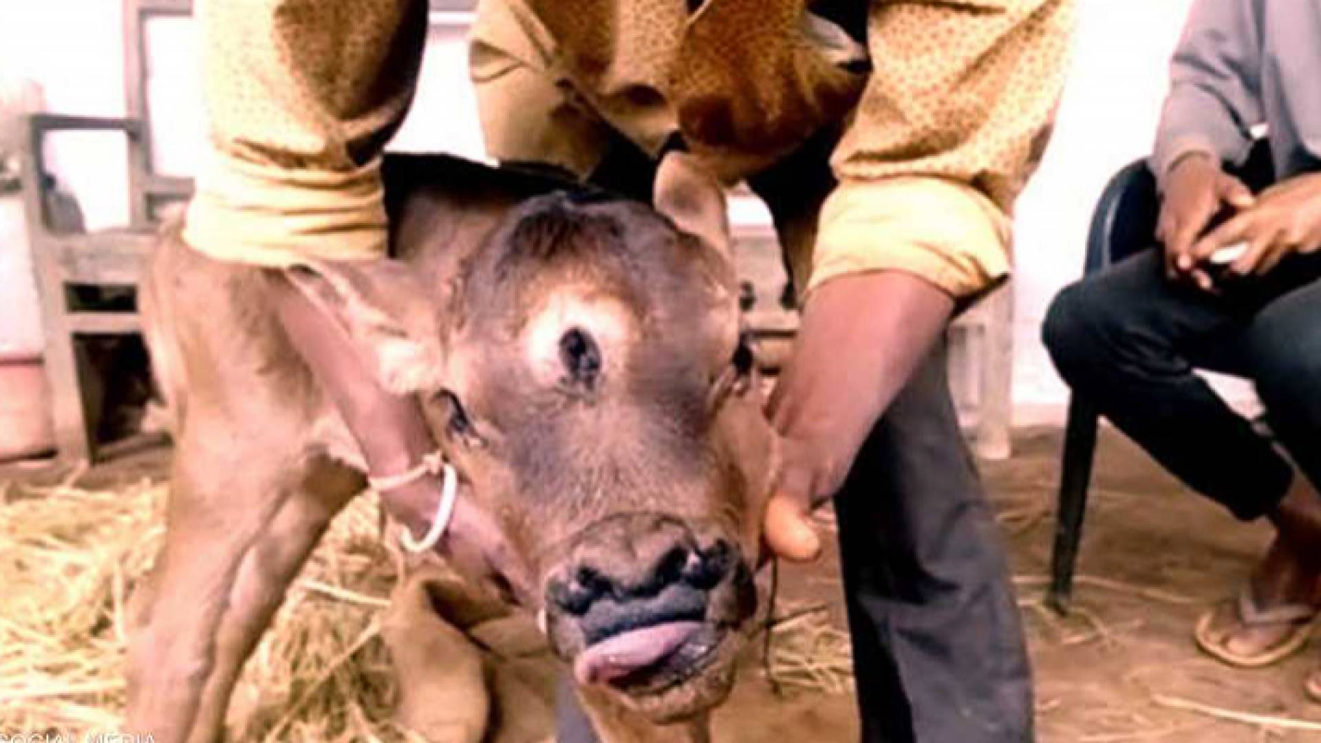 ولادة عجل بثلاثة عيون في الهند