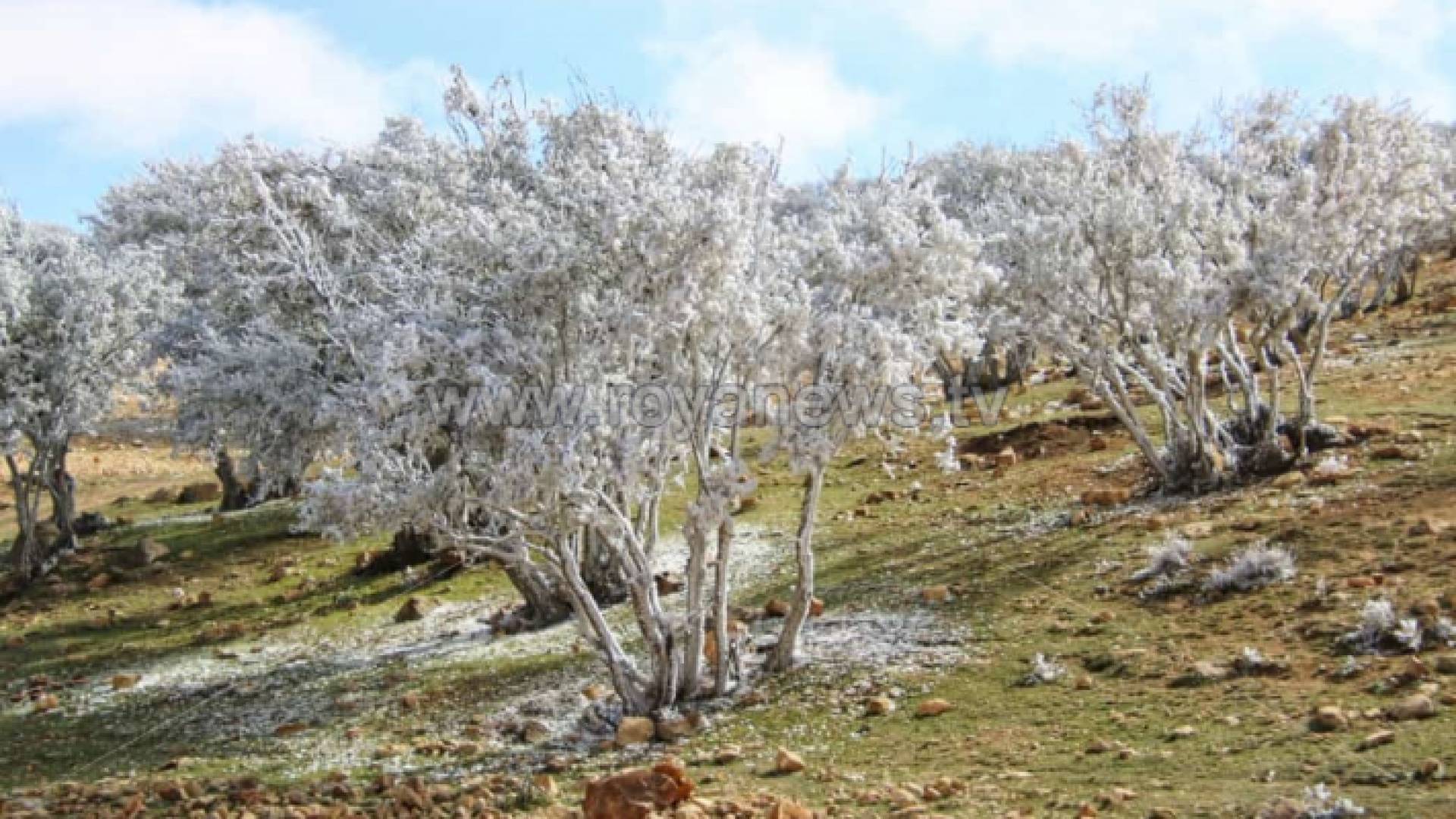 انجماد - ارشيفية