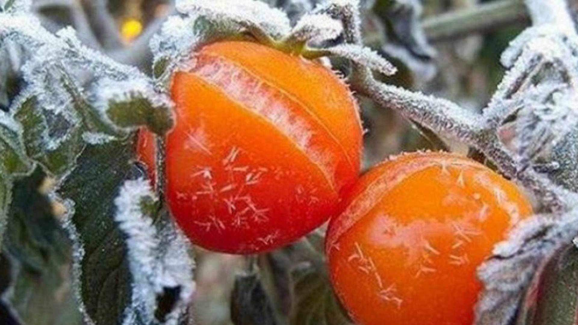 الصقيع يضرب البندورة- ارشيفية