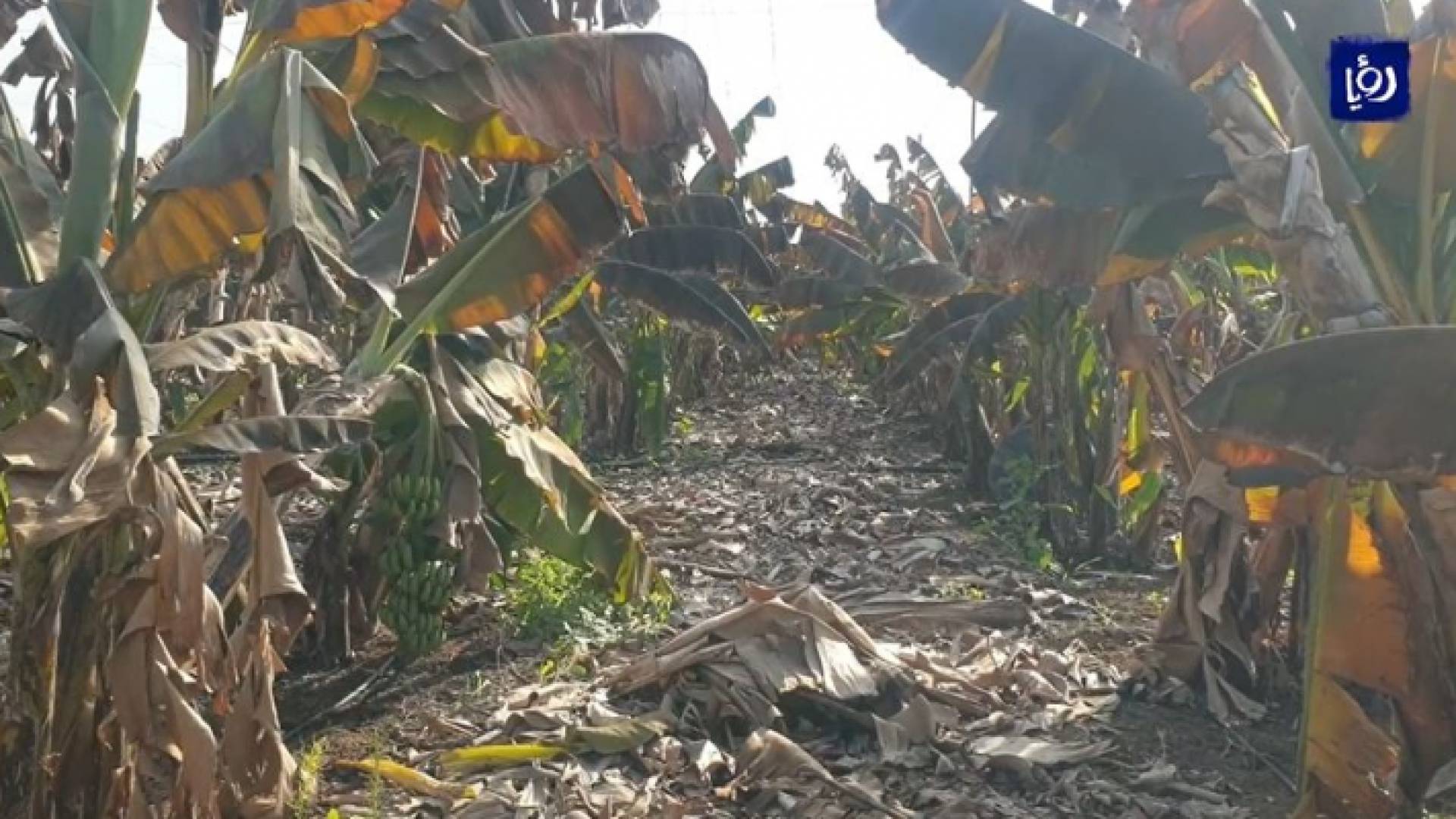 موجة الصقيع والانجماد تلحق أضرارا متفاوتة بالقطاع الزراعي