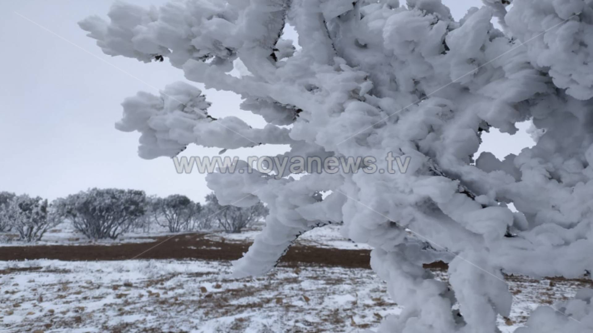 الثلوج في معان