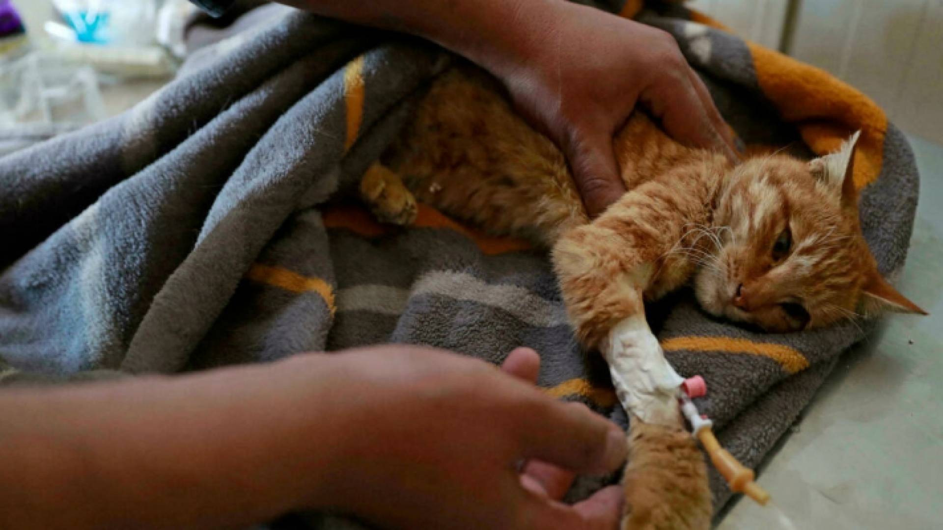 بيطري يعالج هرا في ملجأ للحيوانات الشاردة في بغداد - ا.ف.ب