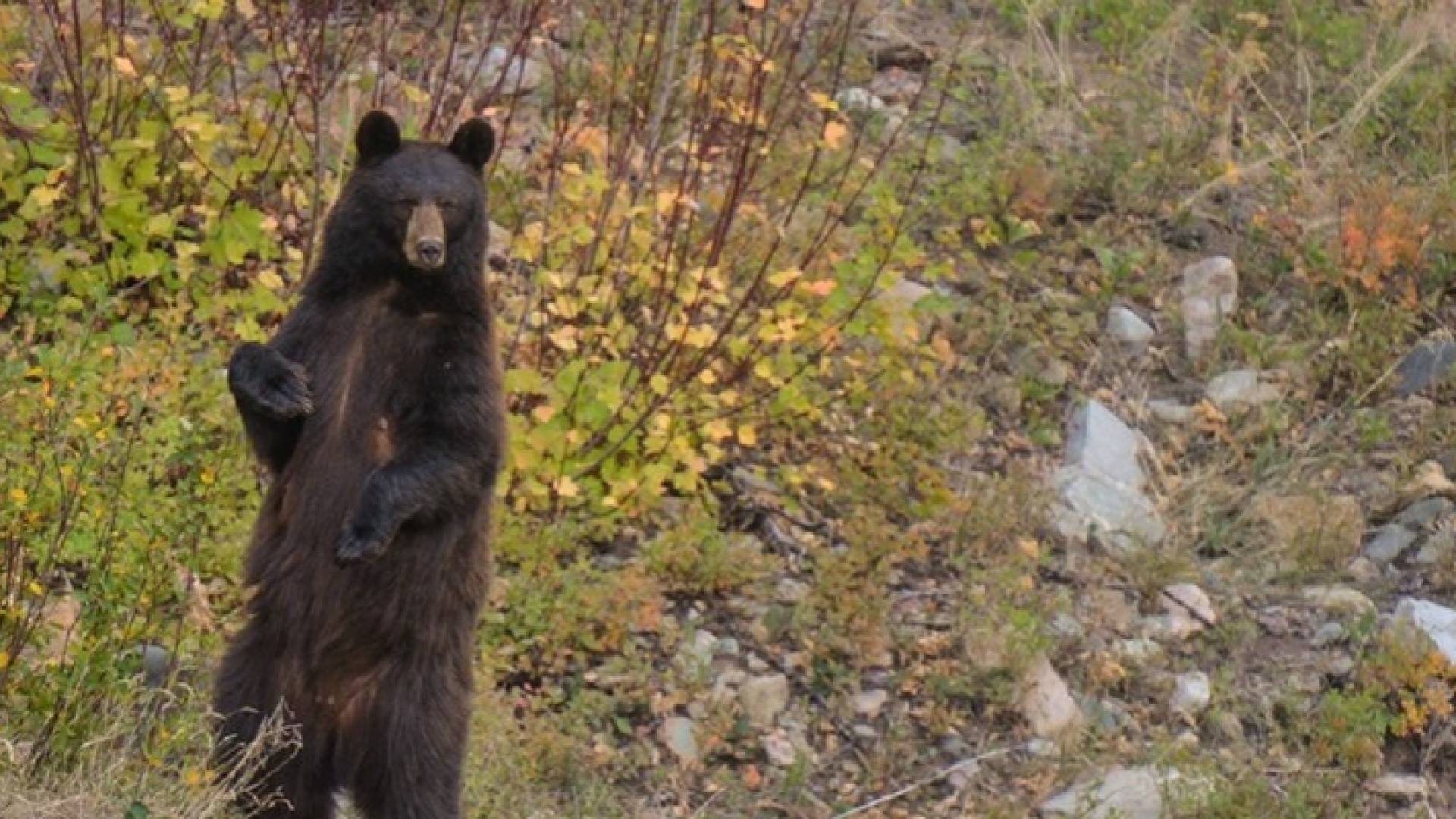 دب في إحدى الغابات