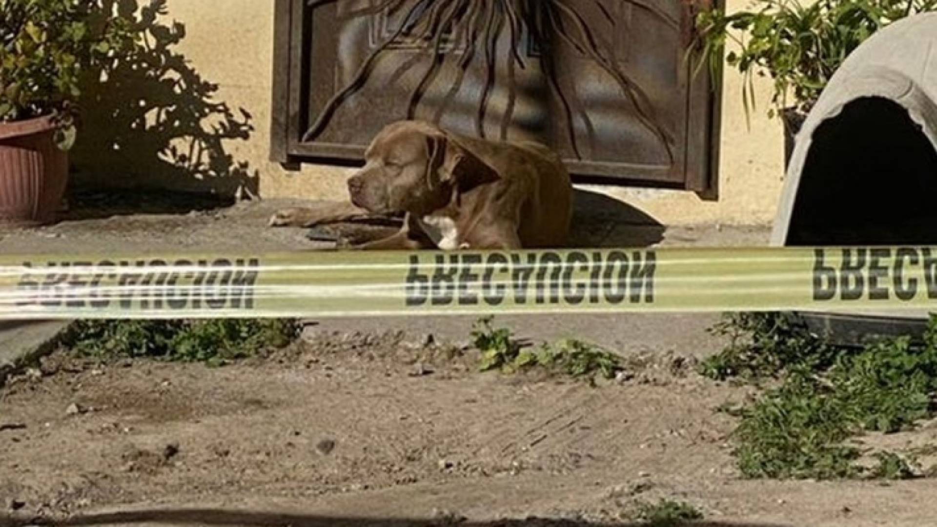 الكلب الذي أشعل مواقع التواصل