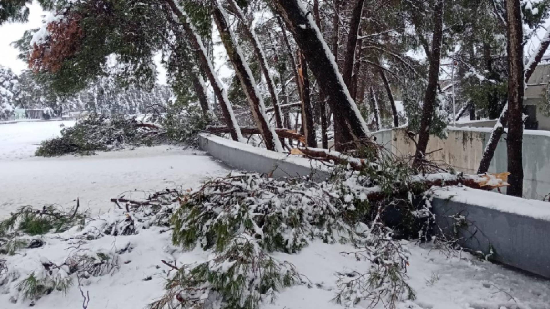 سقوط أشجار وأعمدة كهربائية في مدينة الحسين للشباب