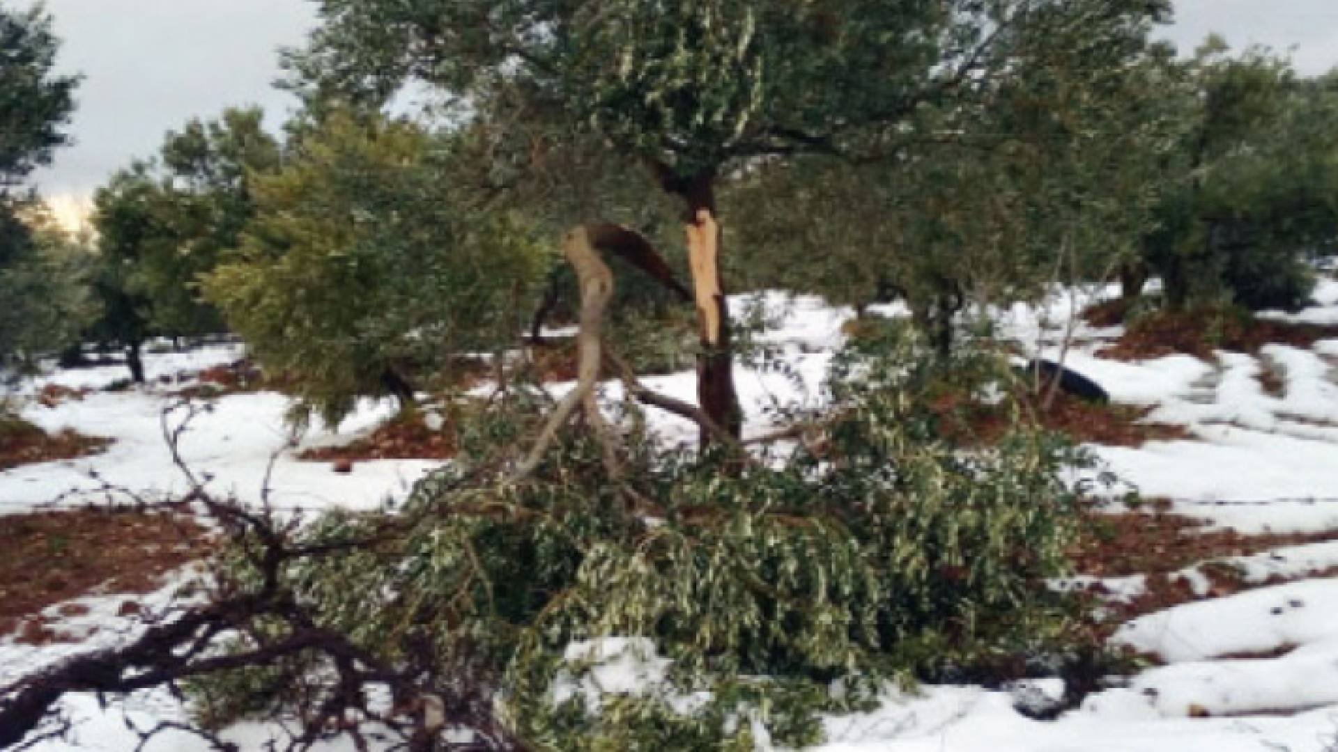 اضرار بسبب تساقط الثلوج - ارشيفية