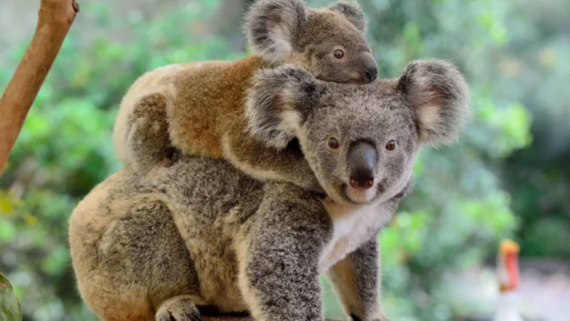 حيوان الكوالا