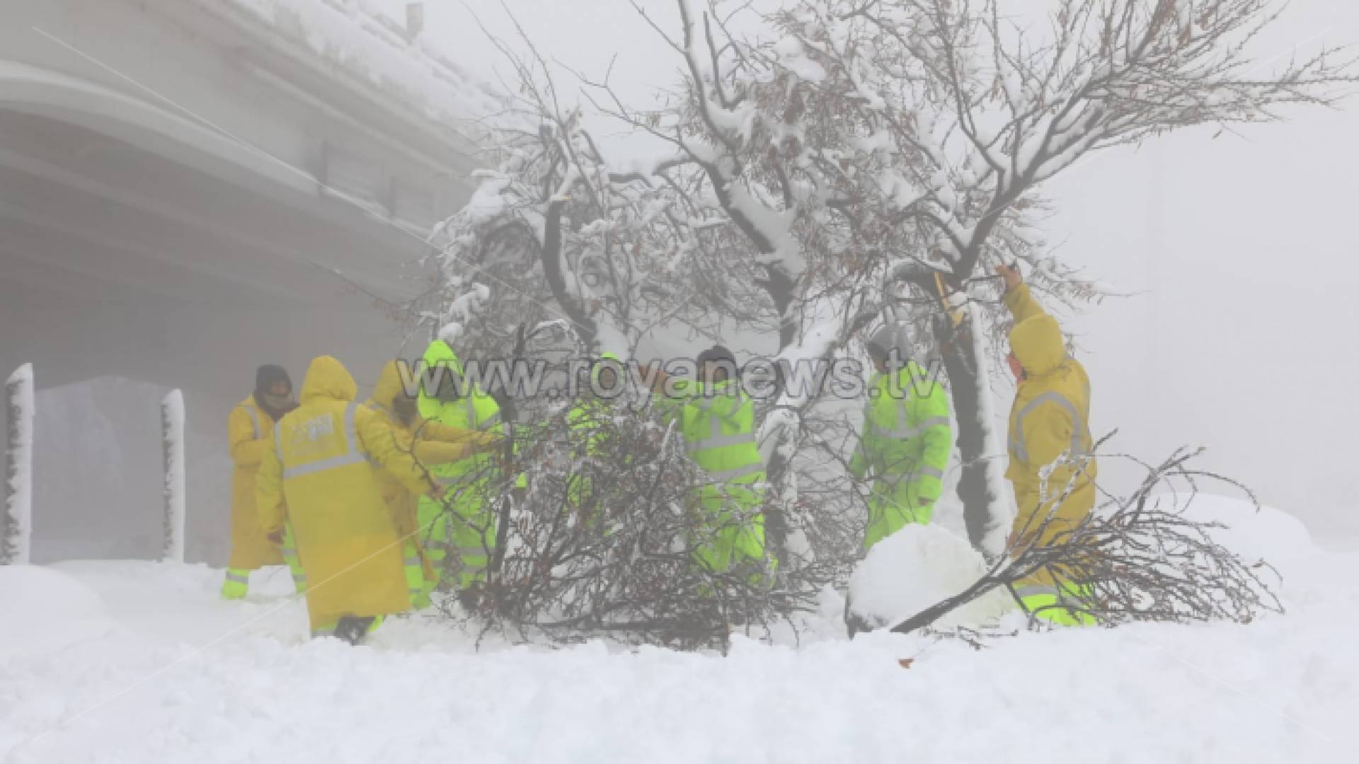 أشجار خلال المنخفض