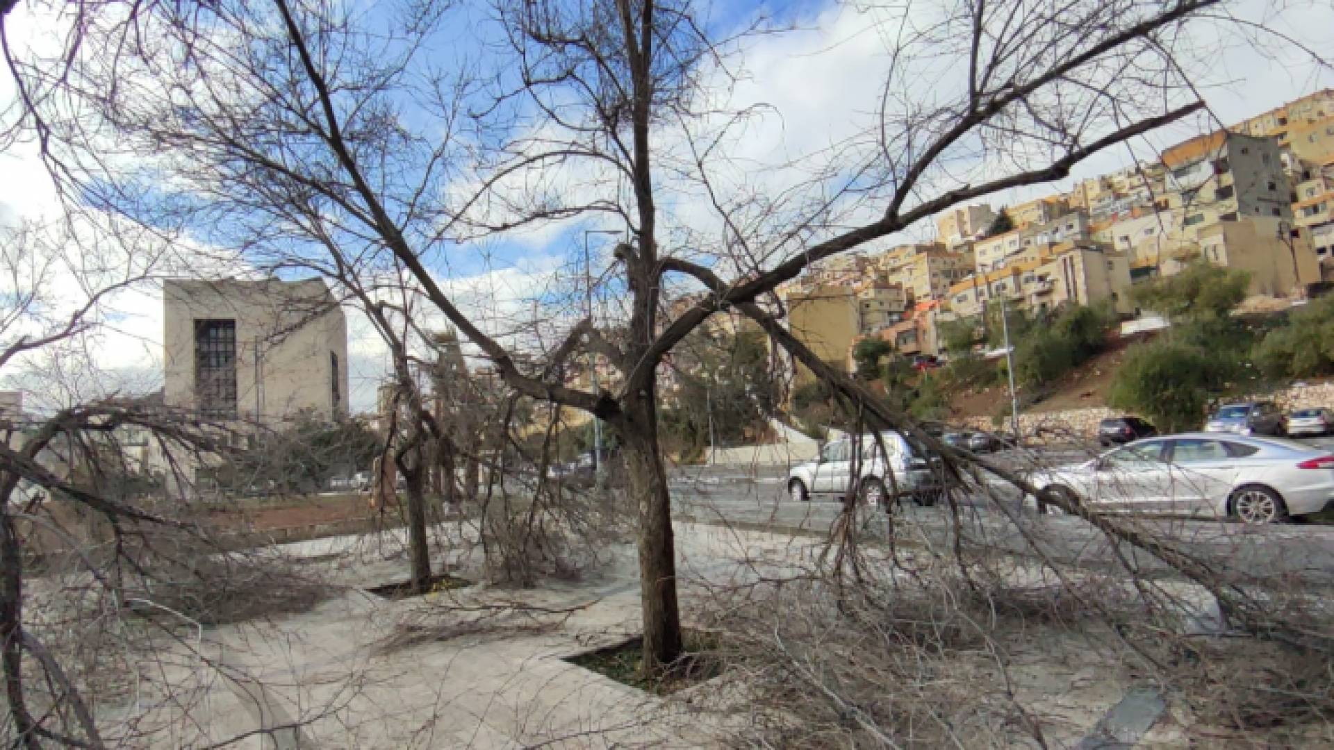 أشجار تالفة في أحد شوارع العاصمة عمان