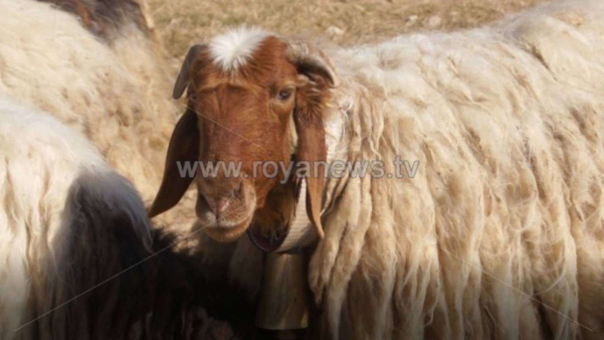 خاروف - ارشيفية