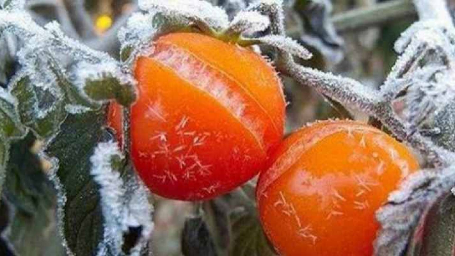 الصقيع يضرب البندورة- ارشيفية