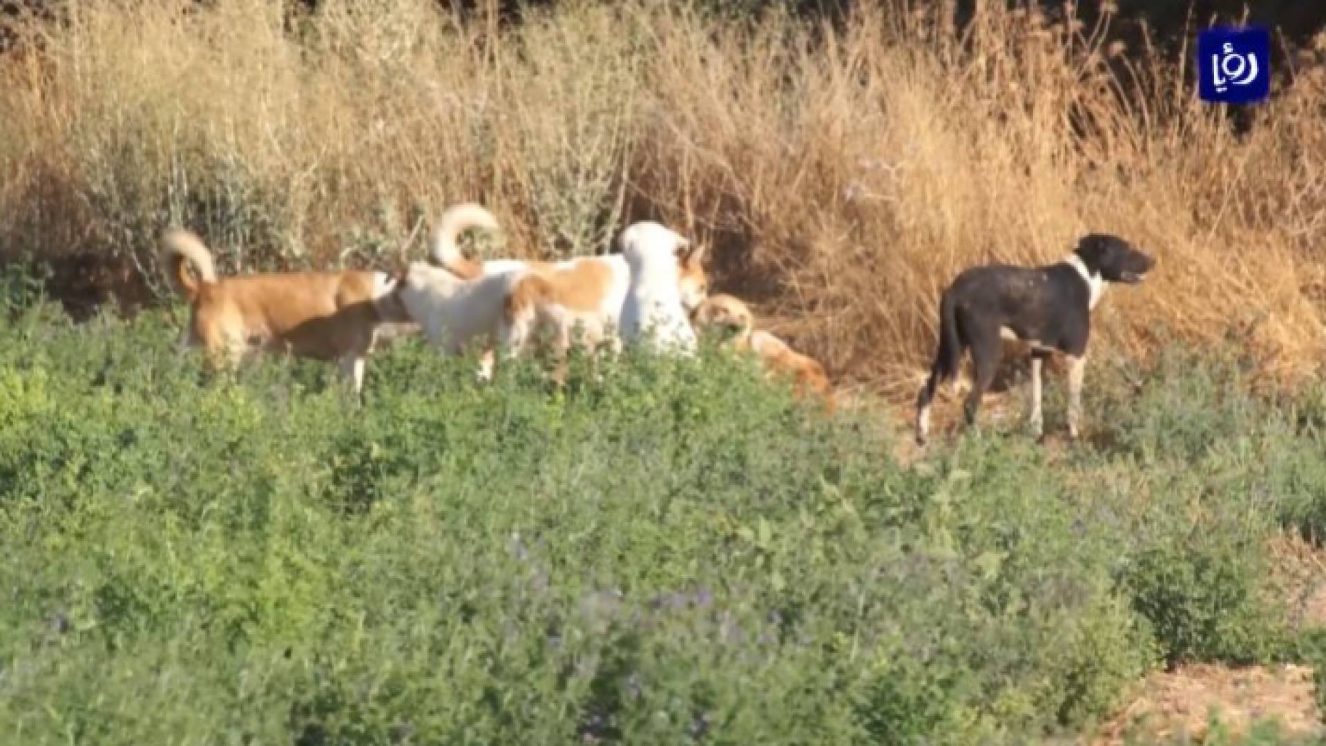 كلاب ضالة - أرشيفية