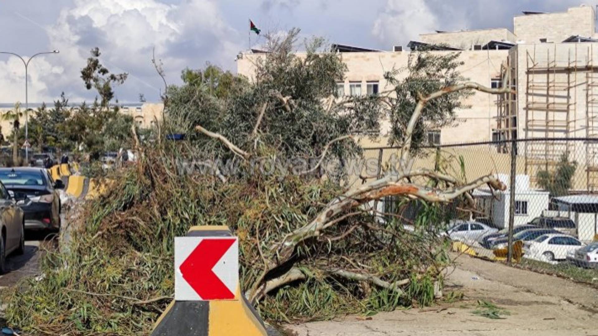 أشجار مكدسة على جانب أحد شوارع العاصمة عمان