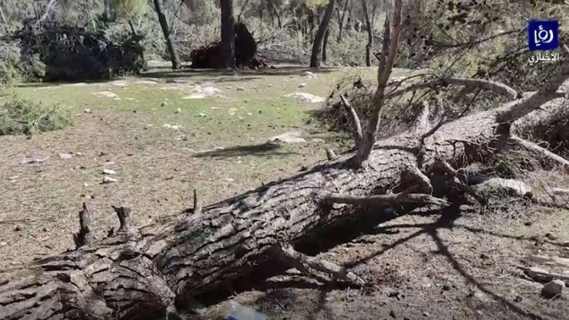 أشجار متكسرة في متنزه غمدان