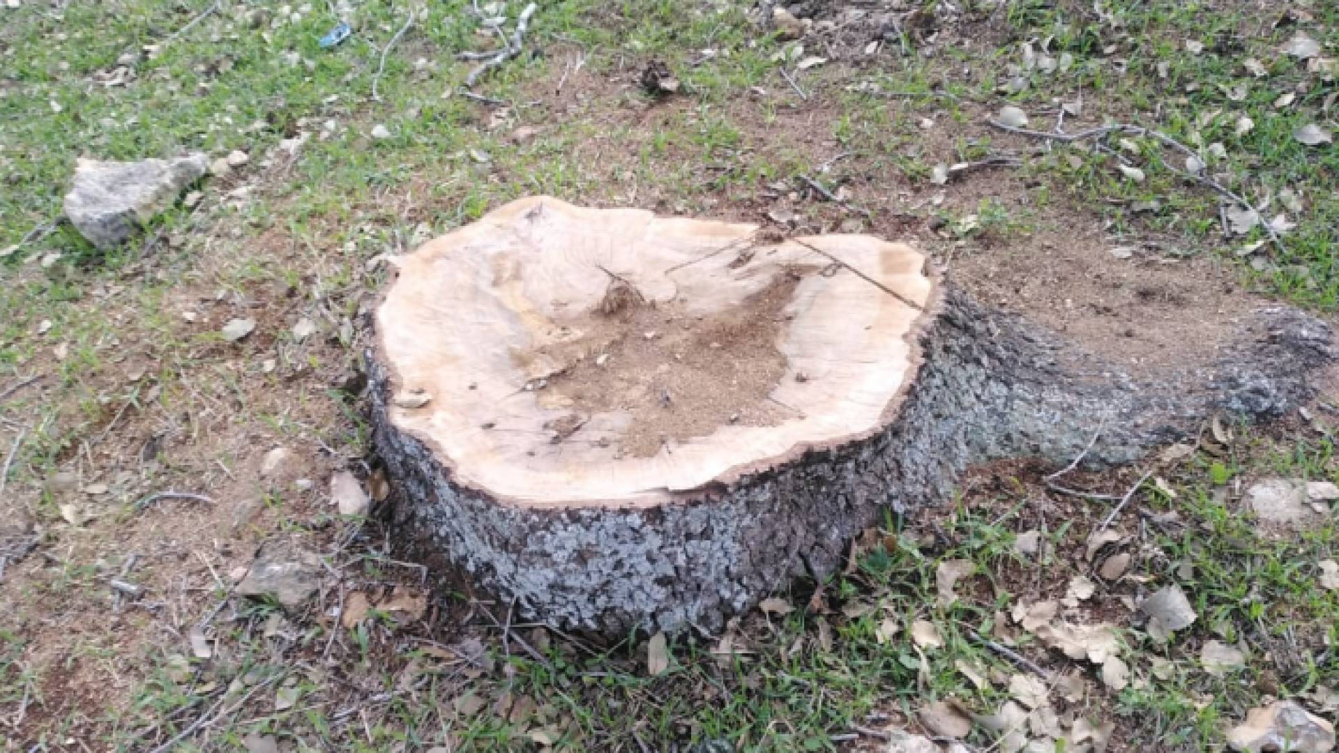 إبادة جماعية لعشرات الأشجار الحرجية في ملكا بإربد