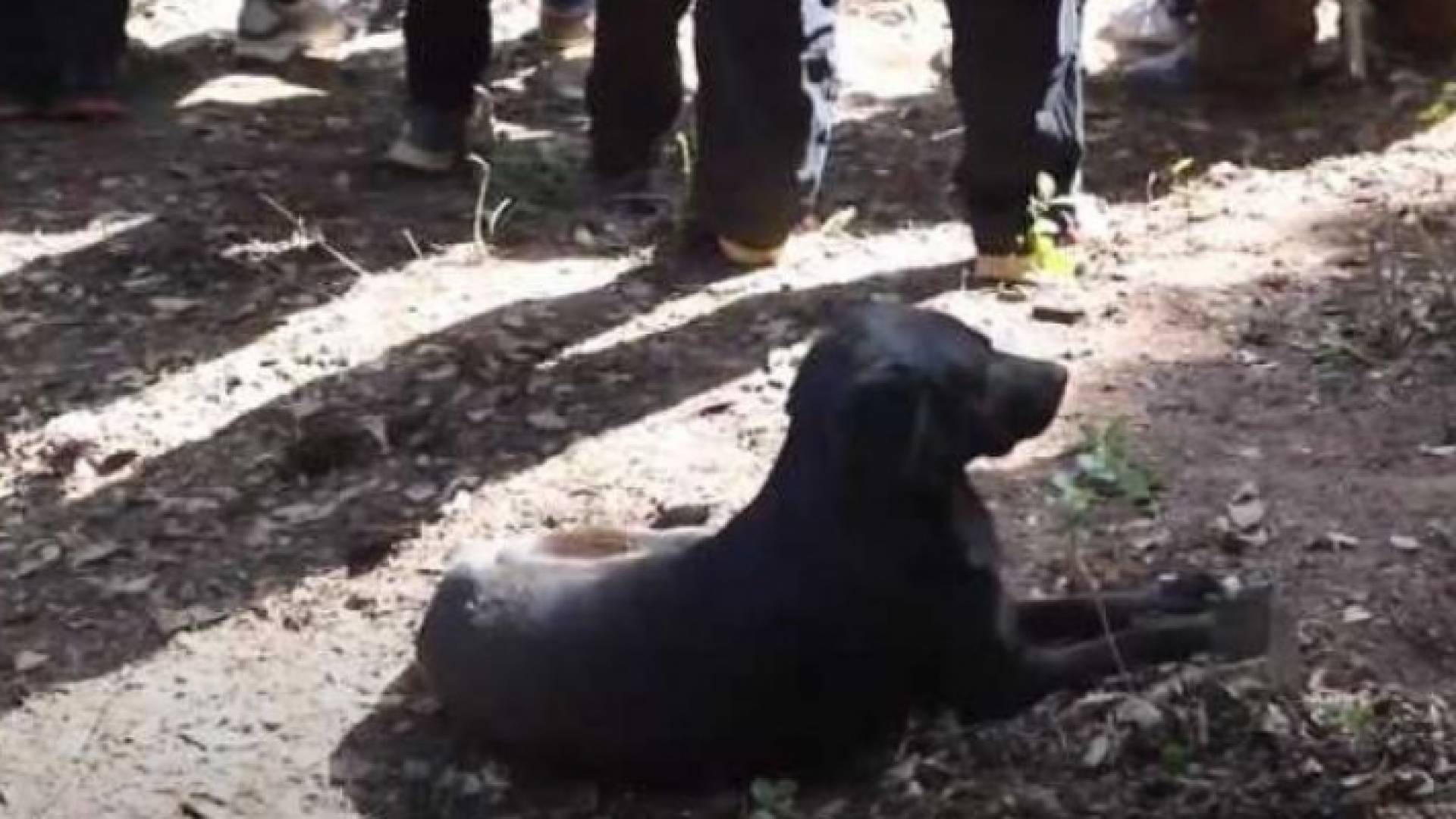 الكلب الأسود الذي يرابط عند قبر الطفل ريان