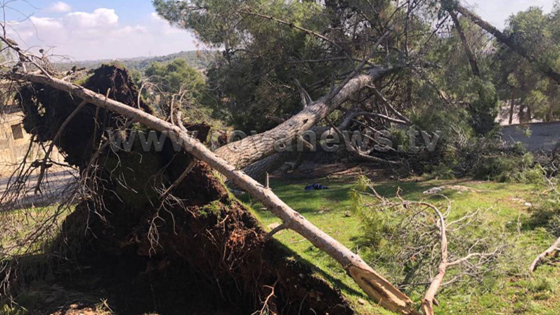 الزراعة لرؤيا: توجه بتوزيع الأحطاب التي جمعت من الاشجار على العائلات الفقيرة