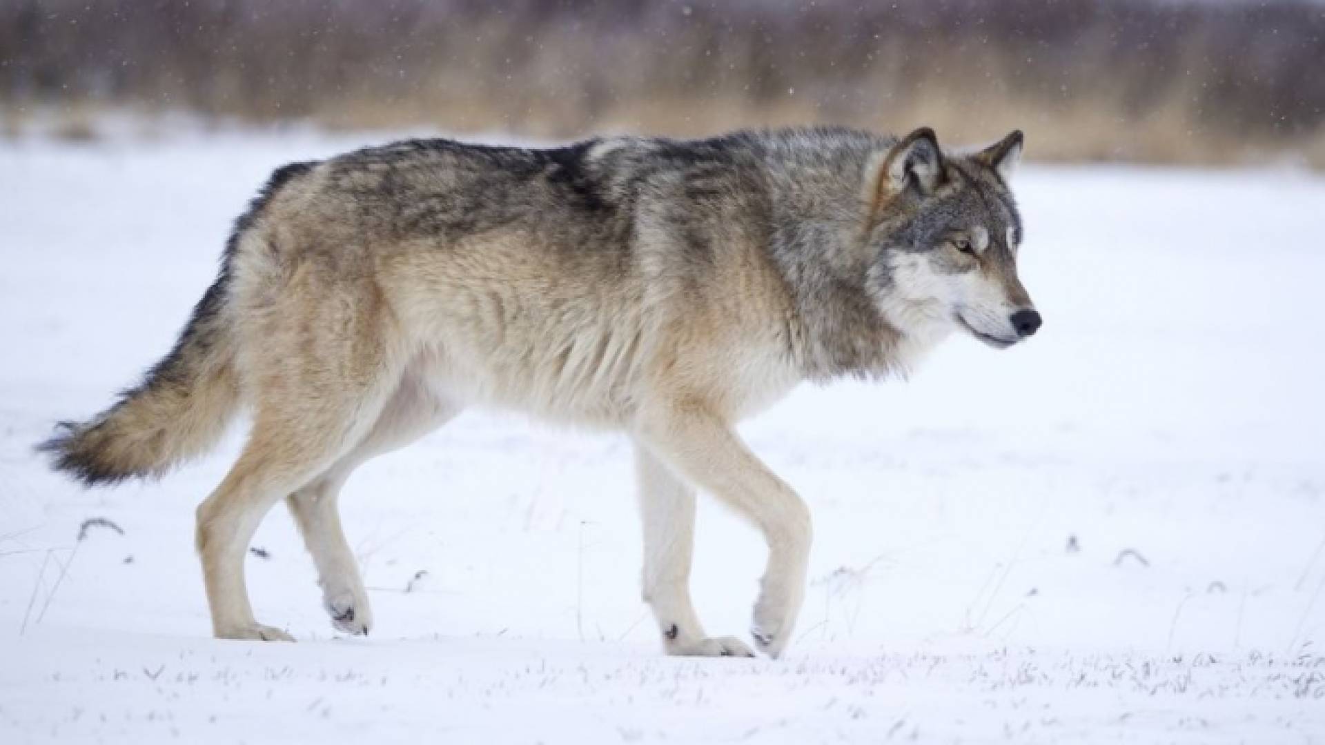 الذئاب الرمادية - ارشيفية