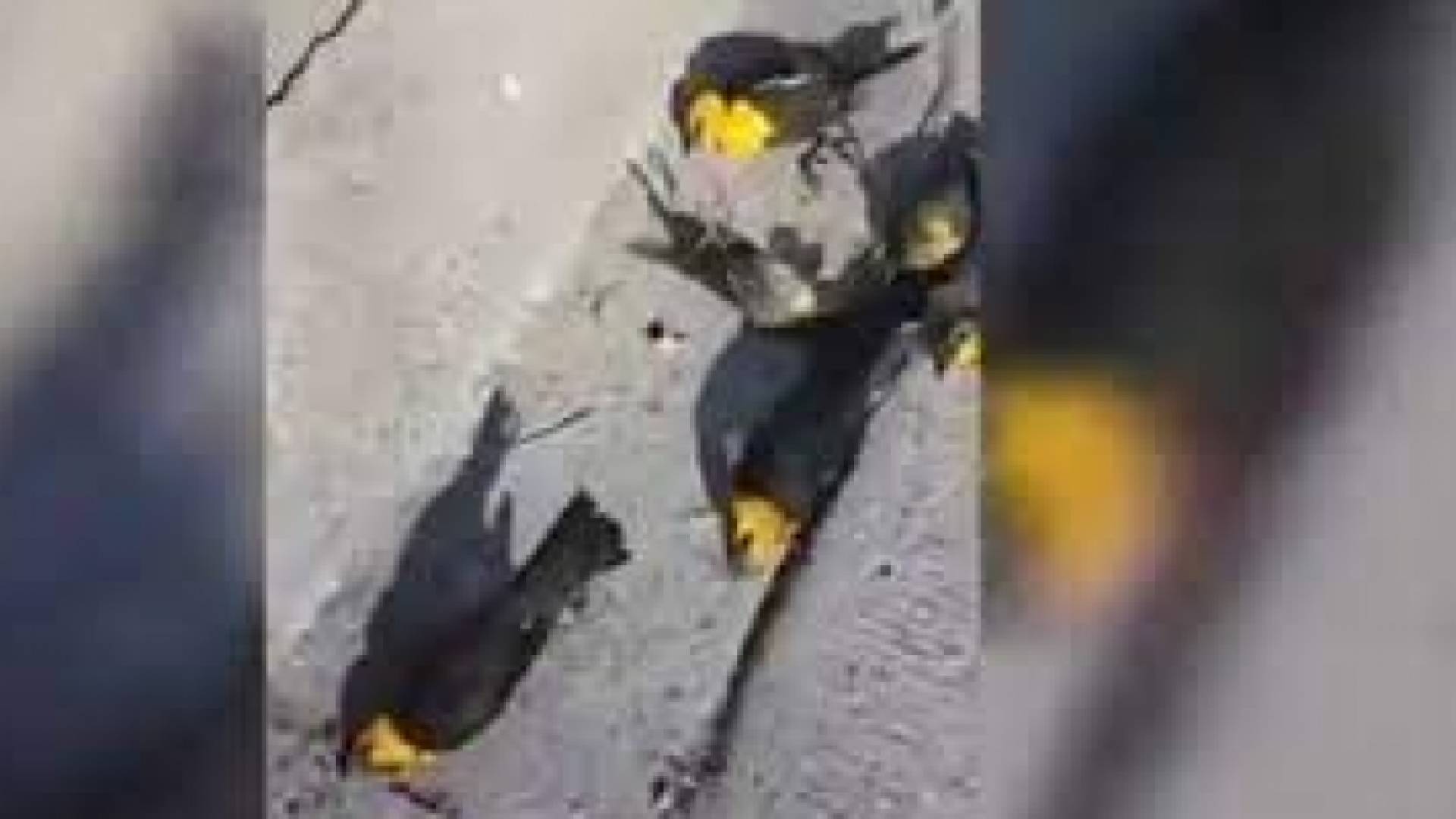 صورة الطيور كما تم تداولها