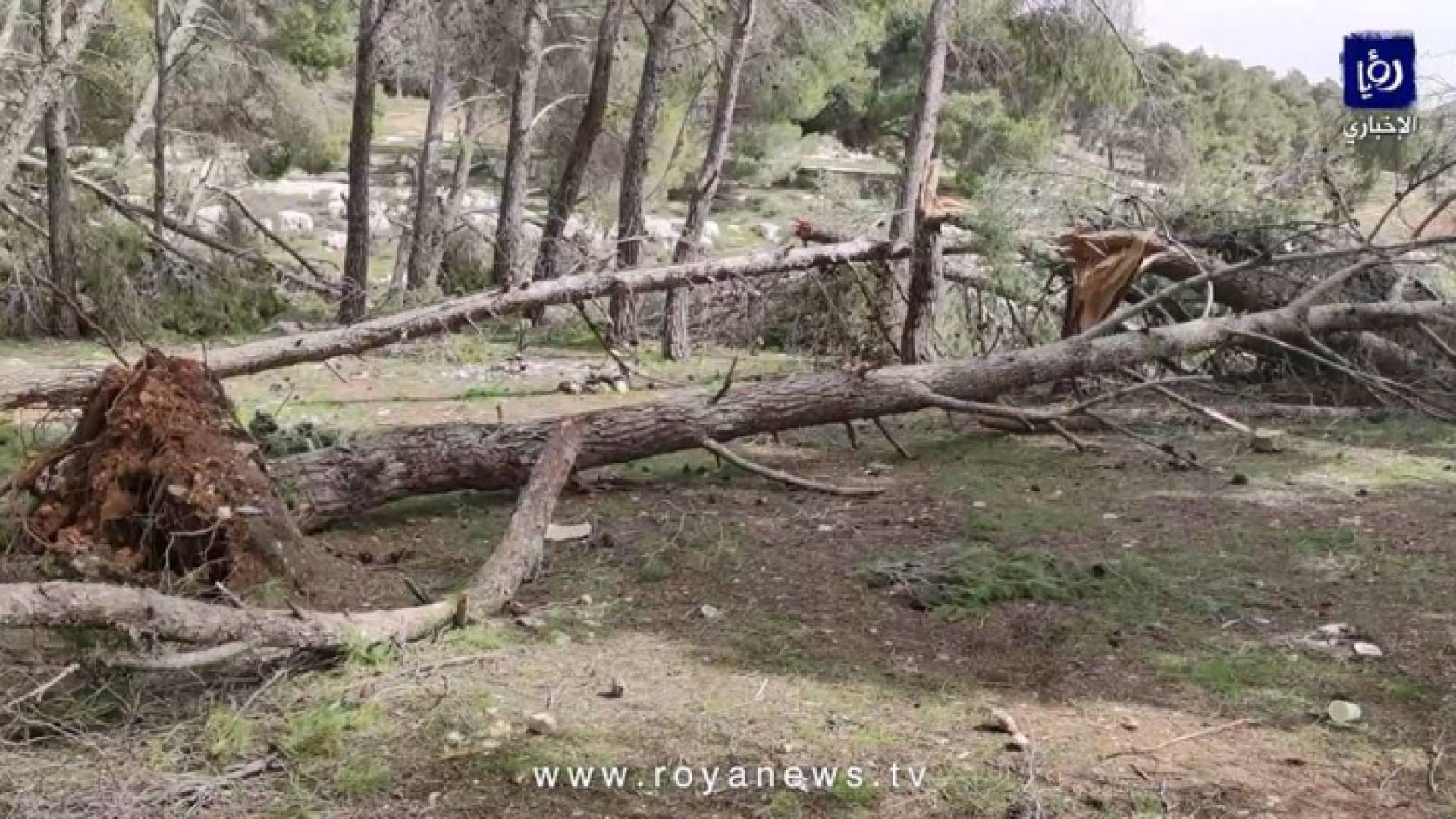 "رؤيا" ترصد أشجارا متكسرة في متنزه غمدان و"عمان"