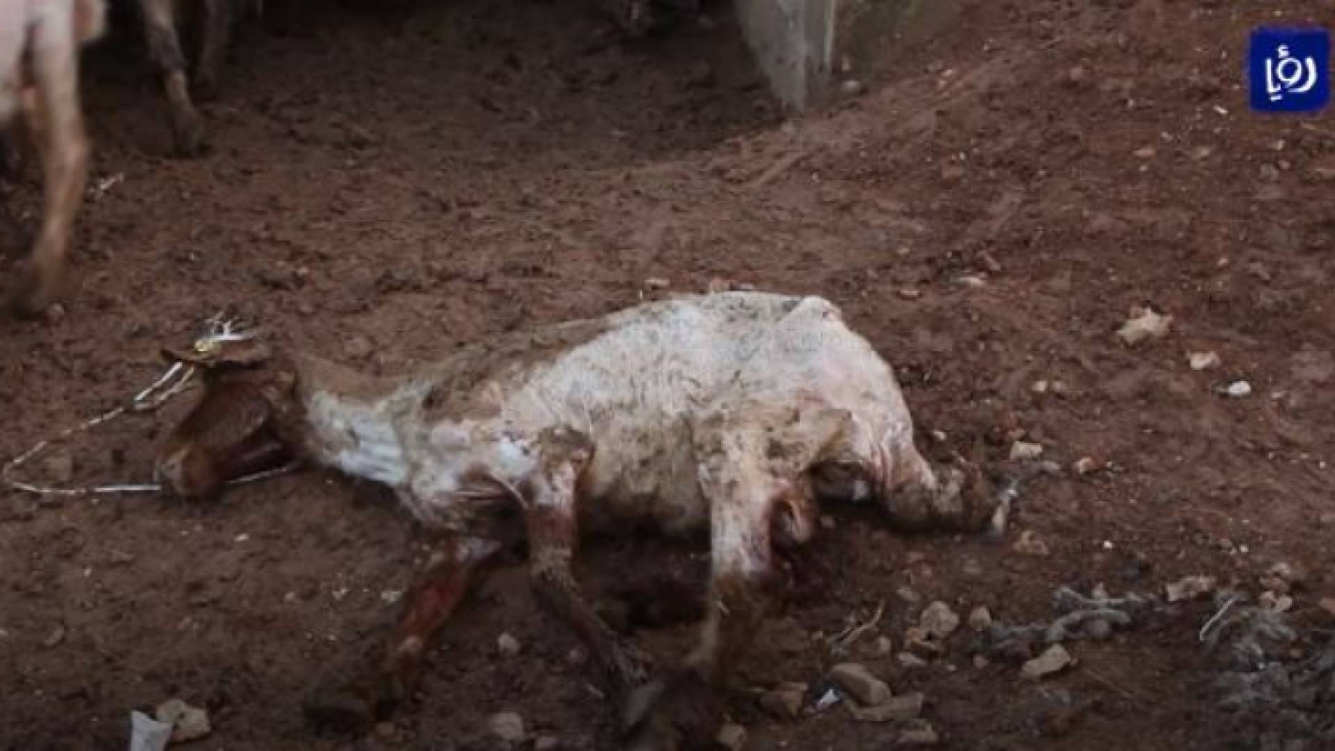 بعد ظهور أعراض غريبة.. نفوق عشرات الاغنام في بصيرا