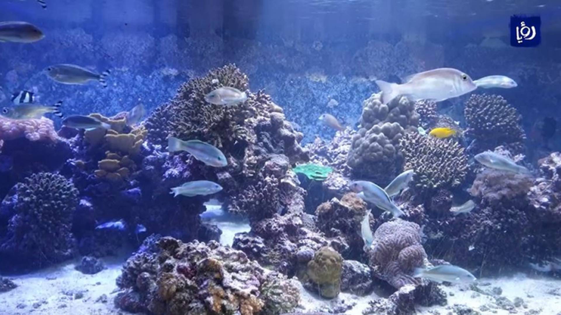 معرض الأحياء البحرية .. جمال يجذب السياح
