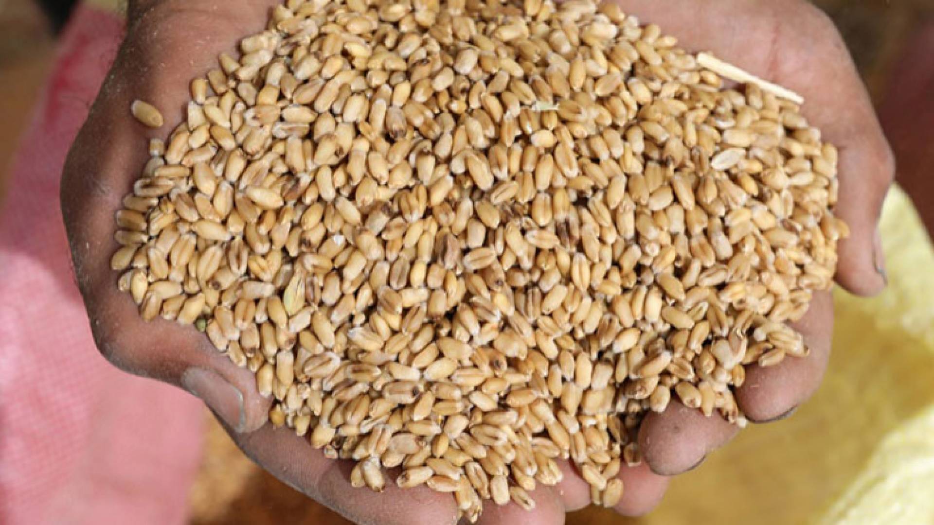 قمح - تعبيرية