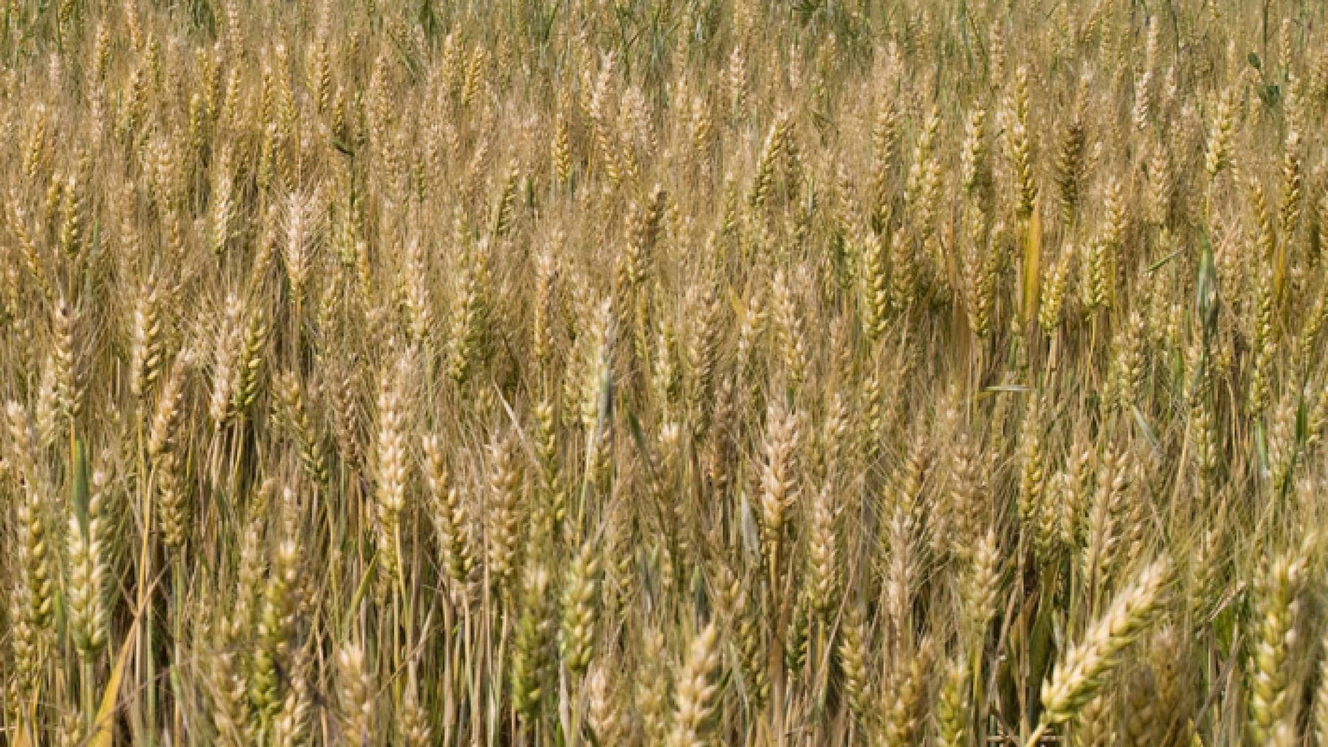 محصول القمح