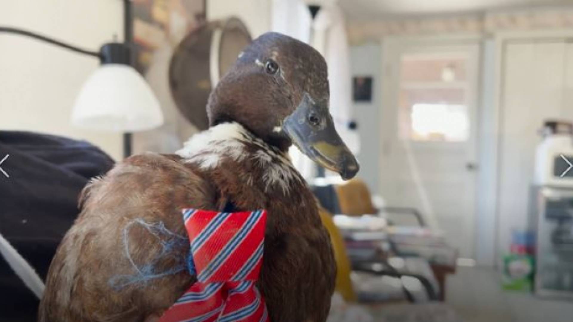 "إيلين".. بطة على كرسي متحرك تجذب الاهتمام على وسائل التواصل الاجتماعي في أمريكا