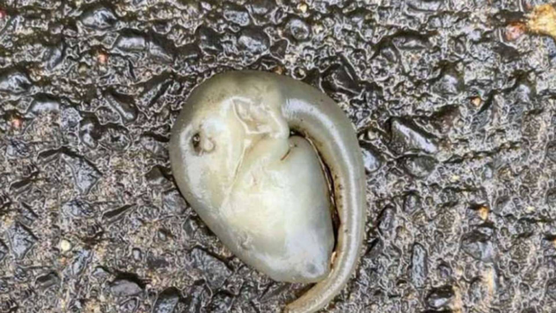 المخلوق الغريب كما تم تداوله