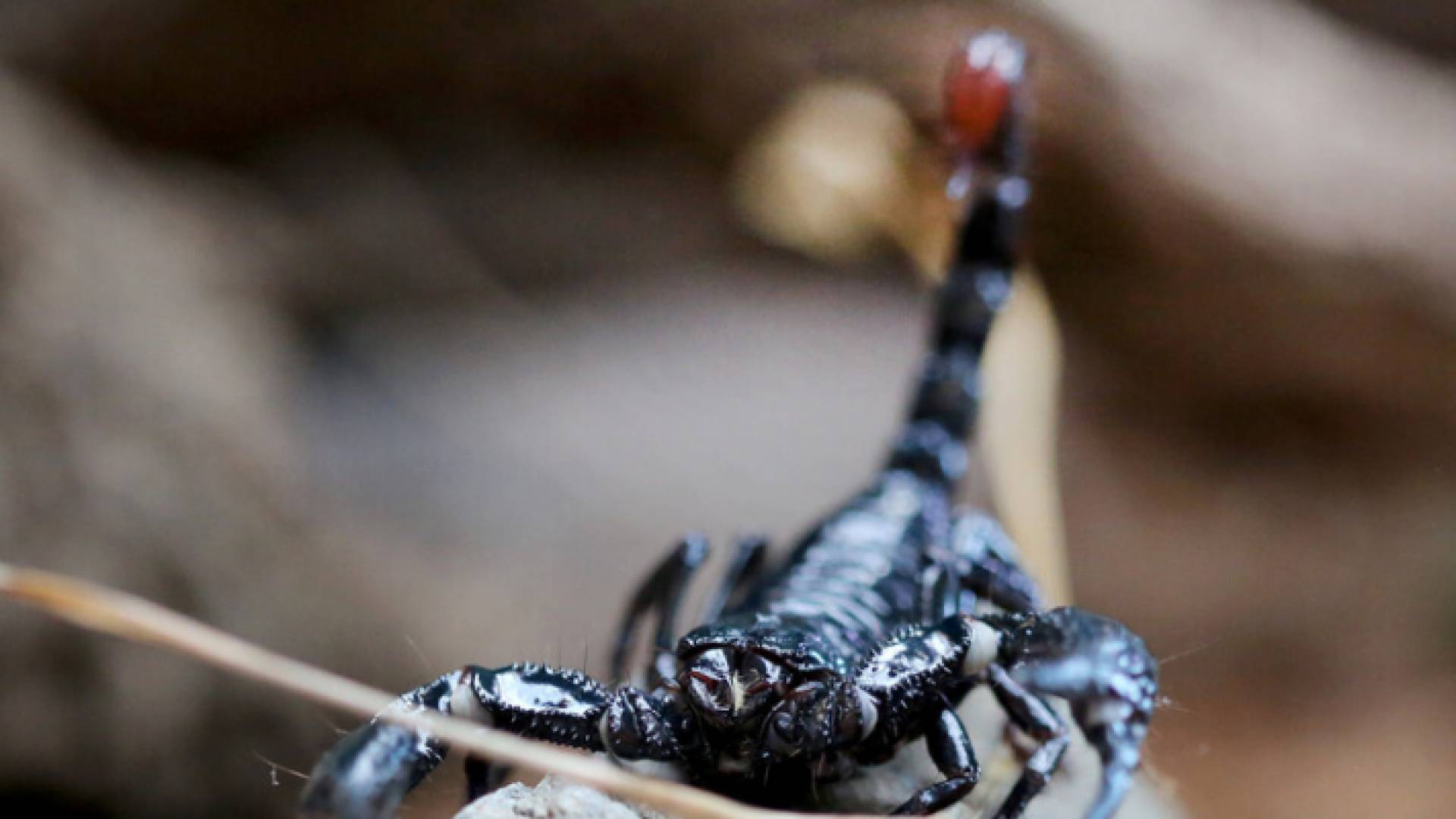 مصر.. أخصائية تحذر من 8 أنواع عقارب وتكشف أماكن انتشارها