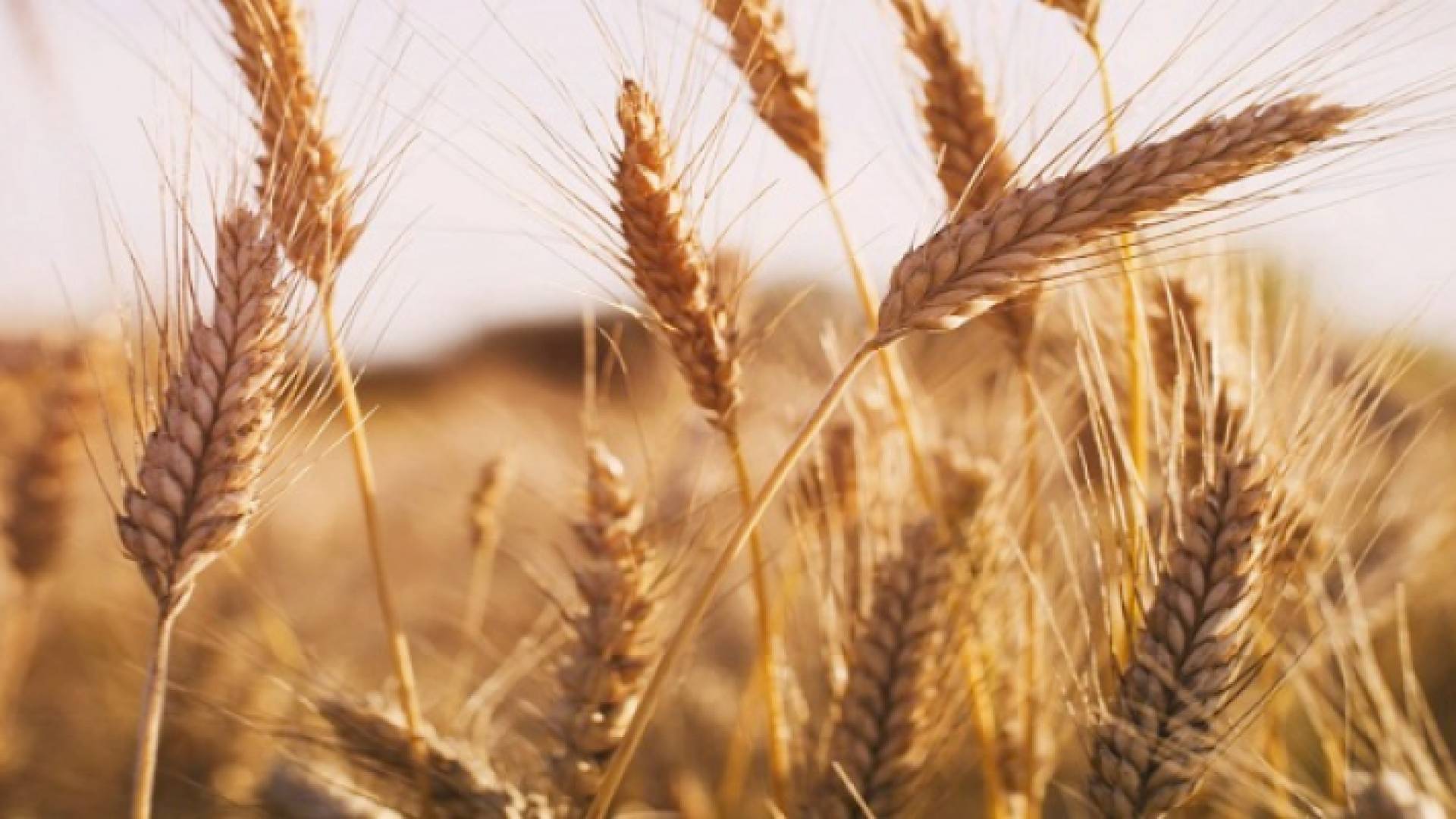 قمح - تعبيرية