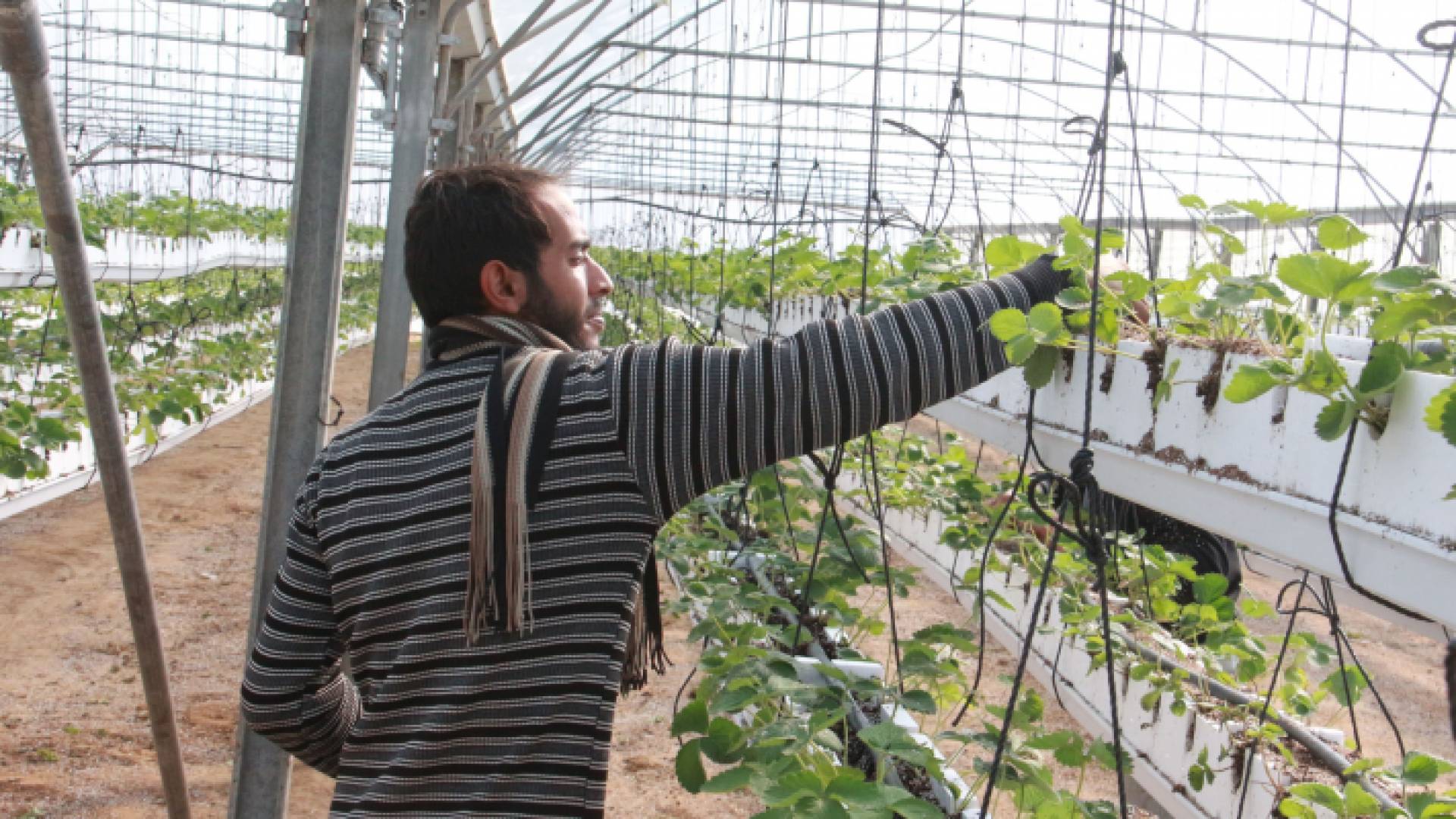 زراعة فراولة