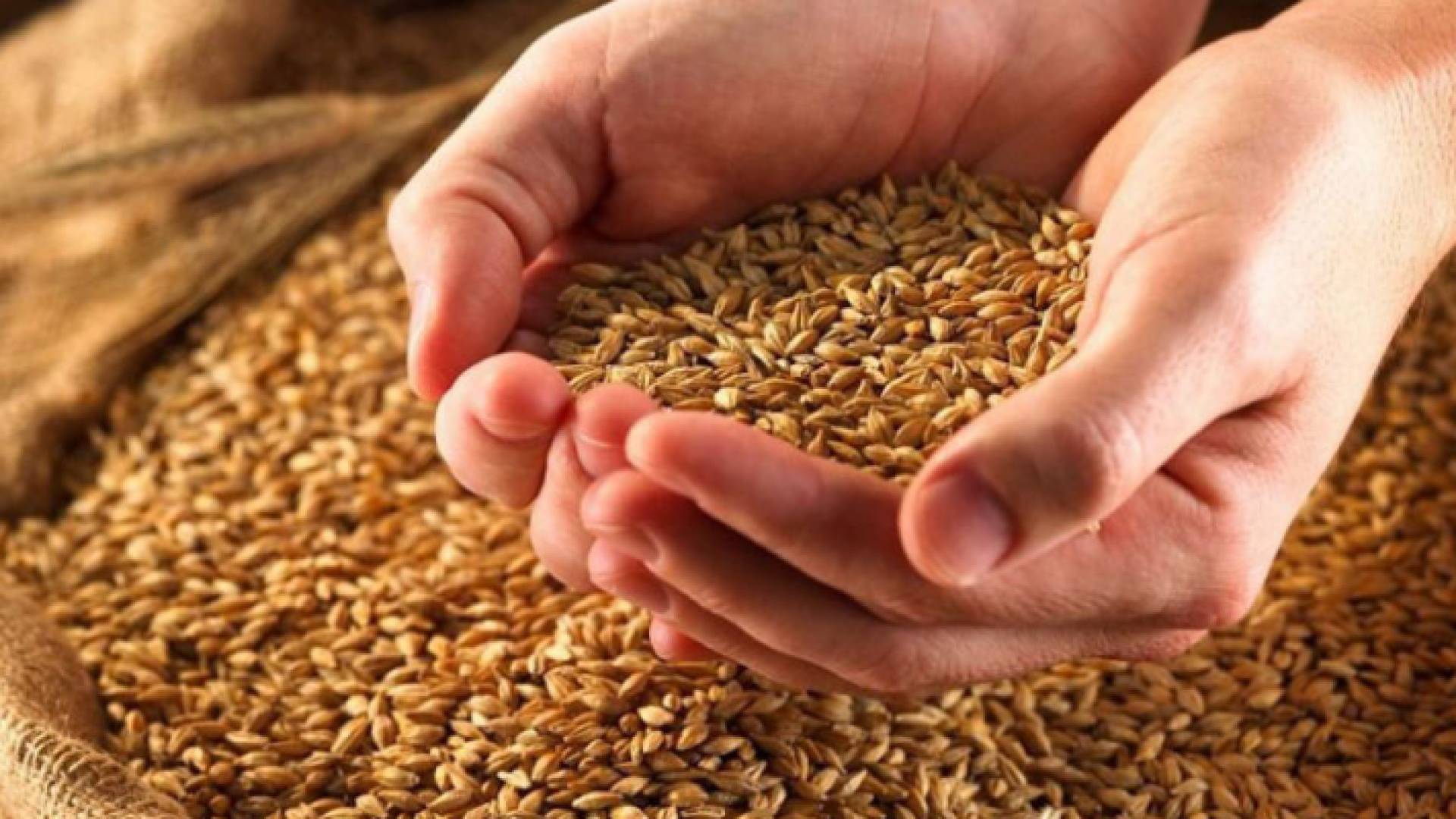 قمح - تعبيرية