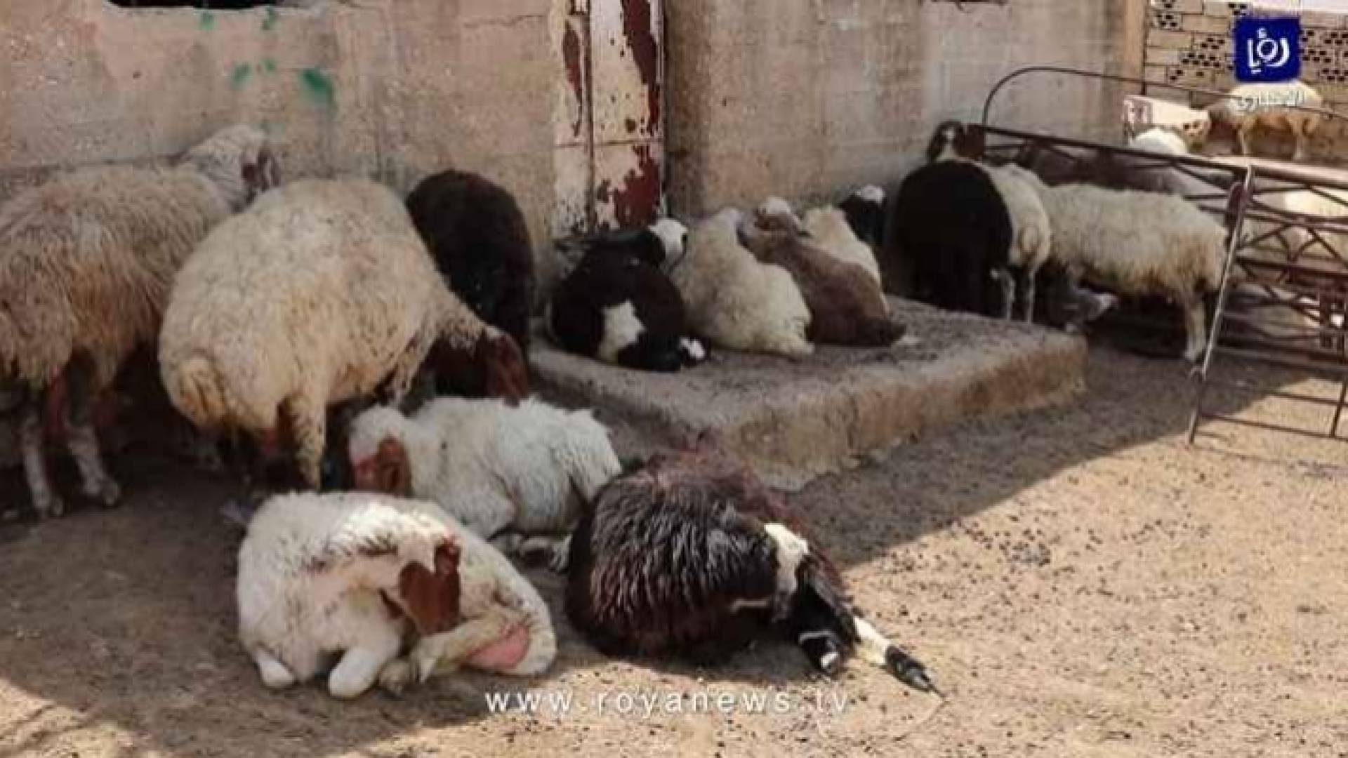 اغنام - ارشيفية