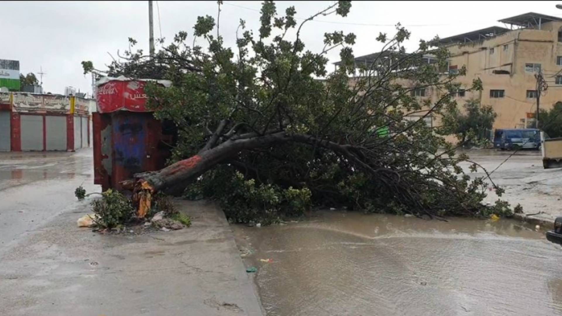 سقوط شجرة حرجية في إربد