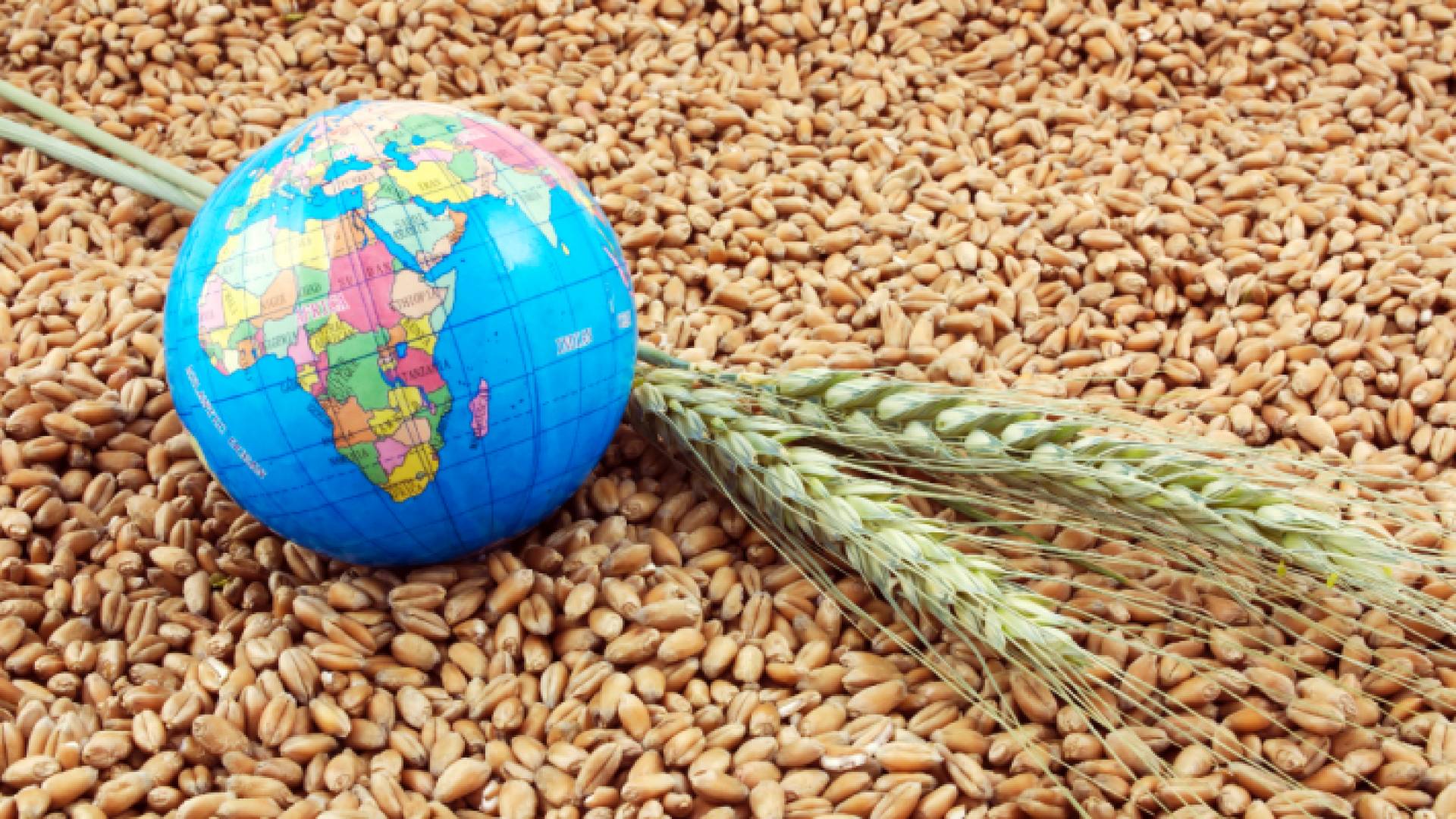 الكرة الأرضية والقمح - ارشيفية