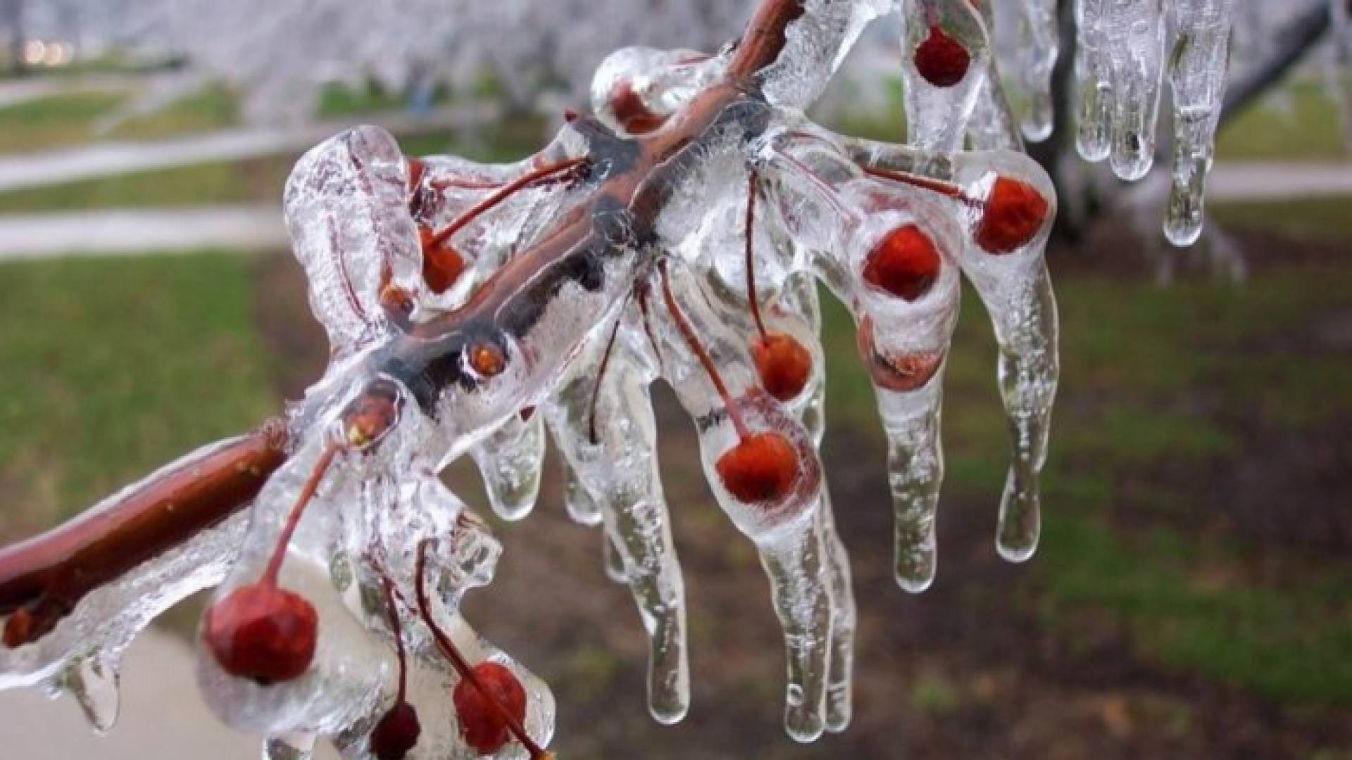 الزراعة تحذر من موجة الصقيع