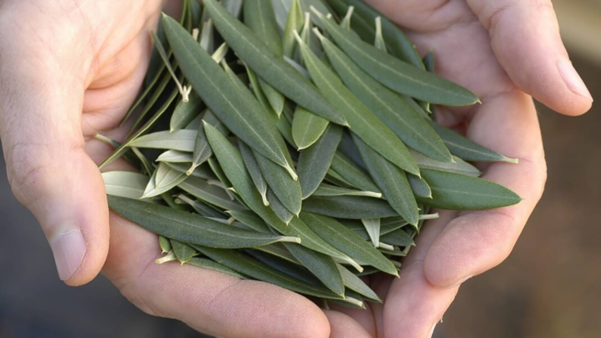 أوراق الزيتون