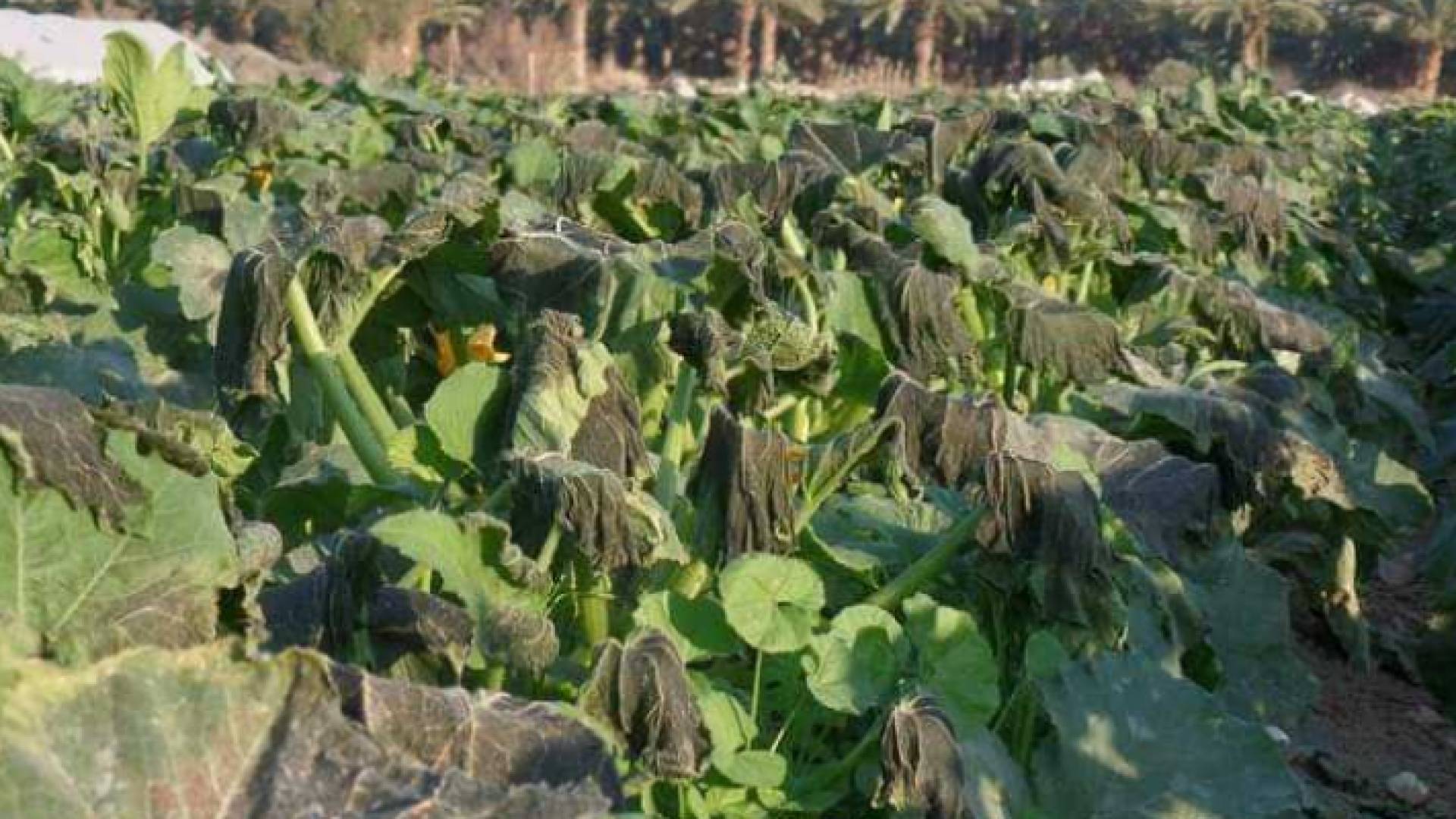 محاصيل تضررت جراء الصقيع