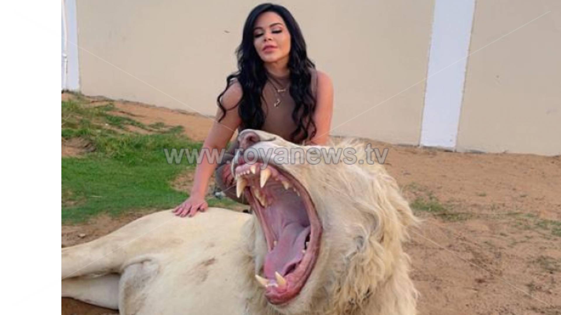 العبداللات تلاعب أسد ابيض